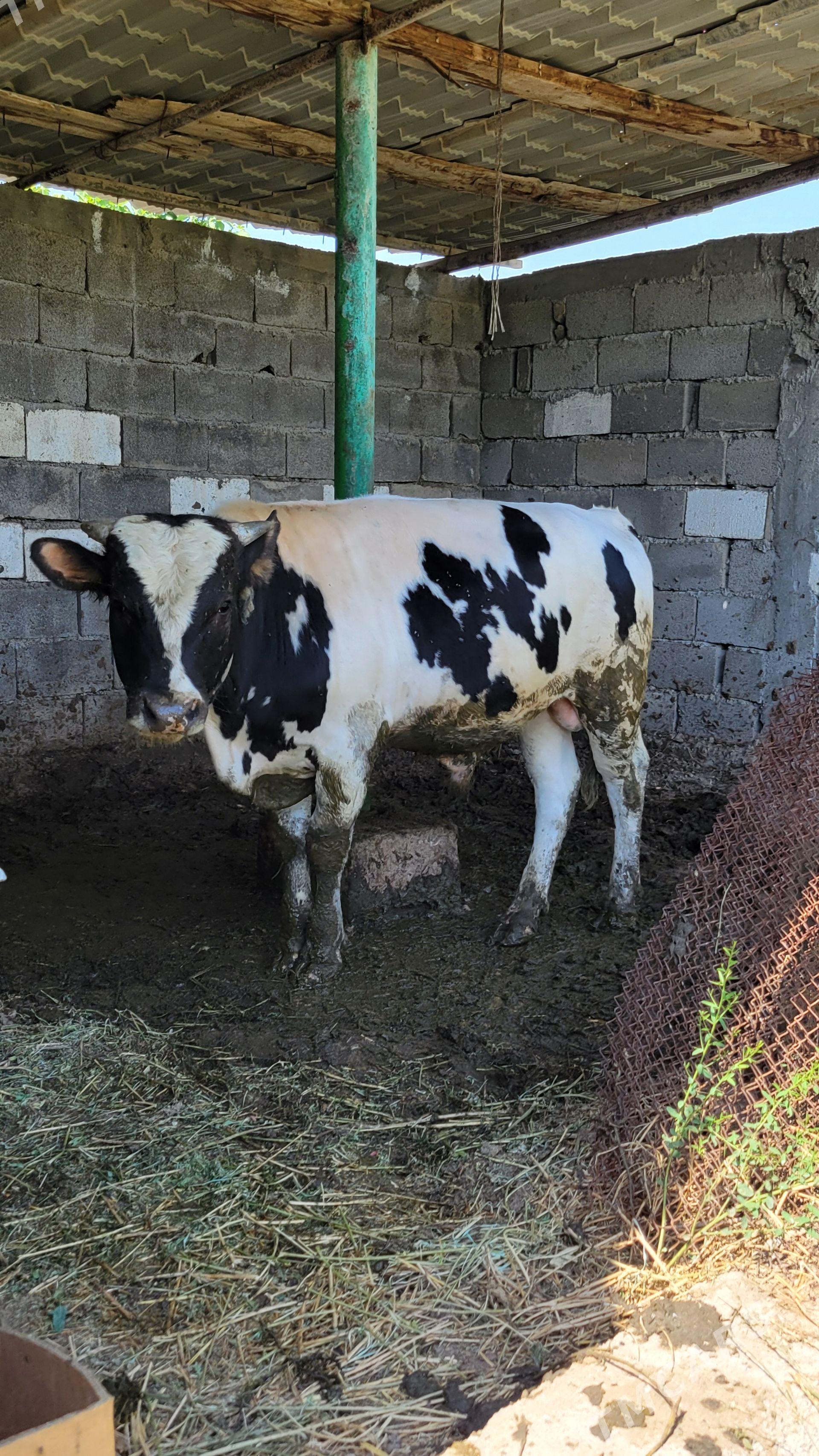 Tohum okuz - Büzmeýin - img 1