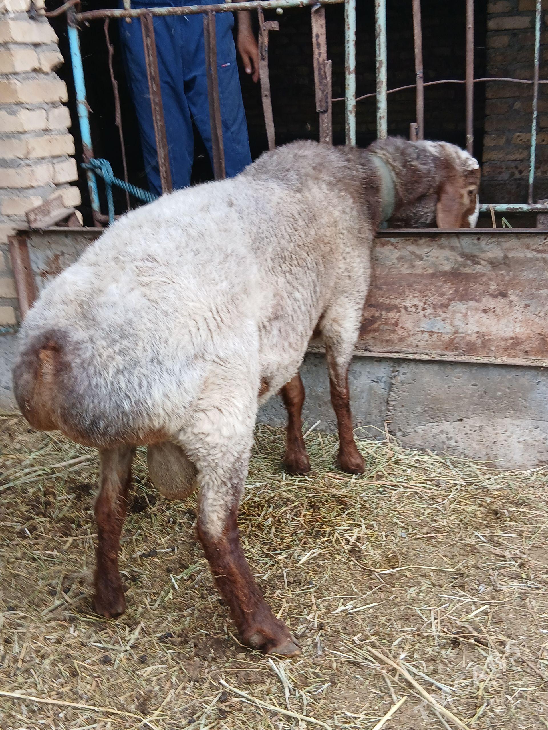 Kockar - Çärjew - img 1