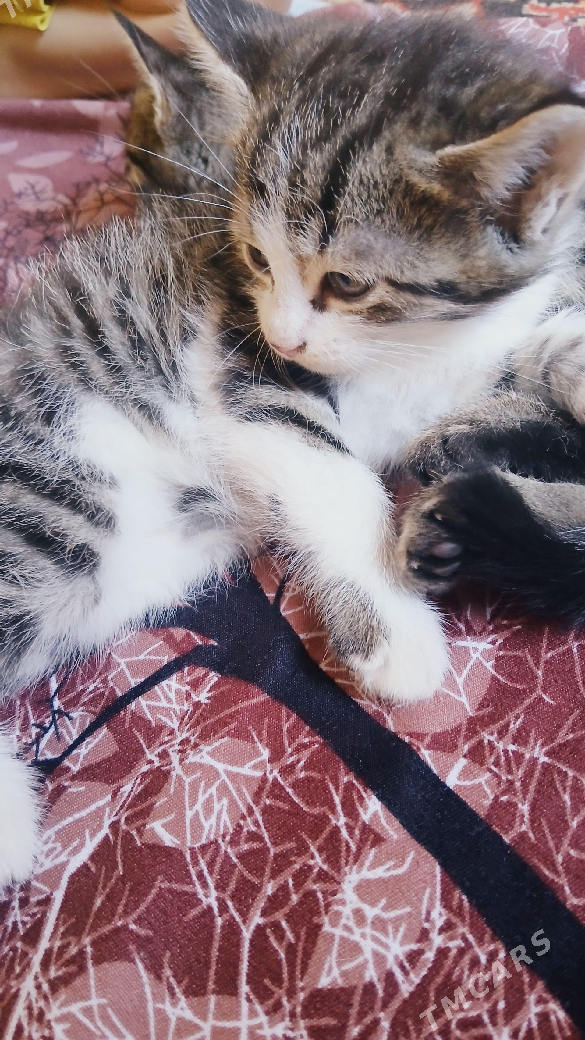 котята - Daşoguz - img 1