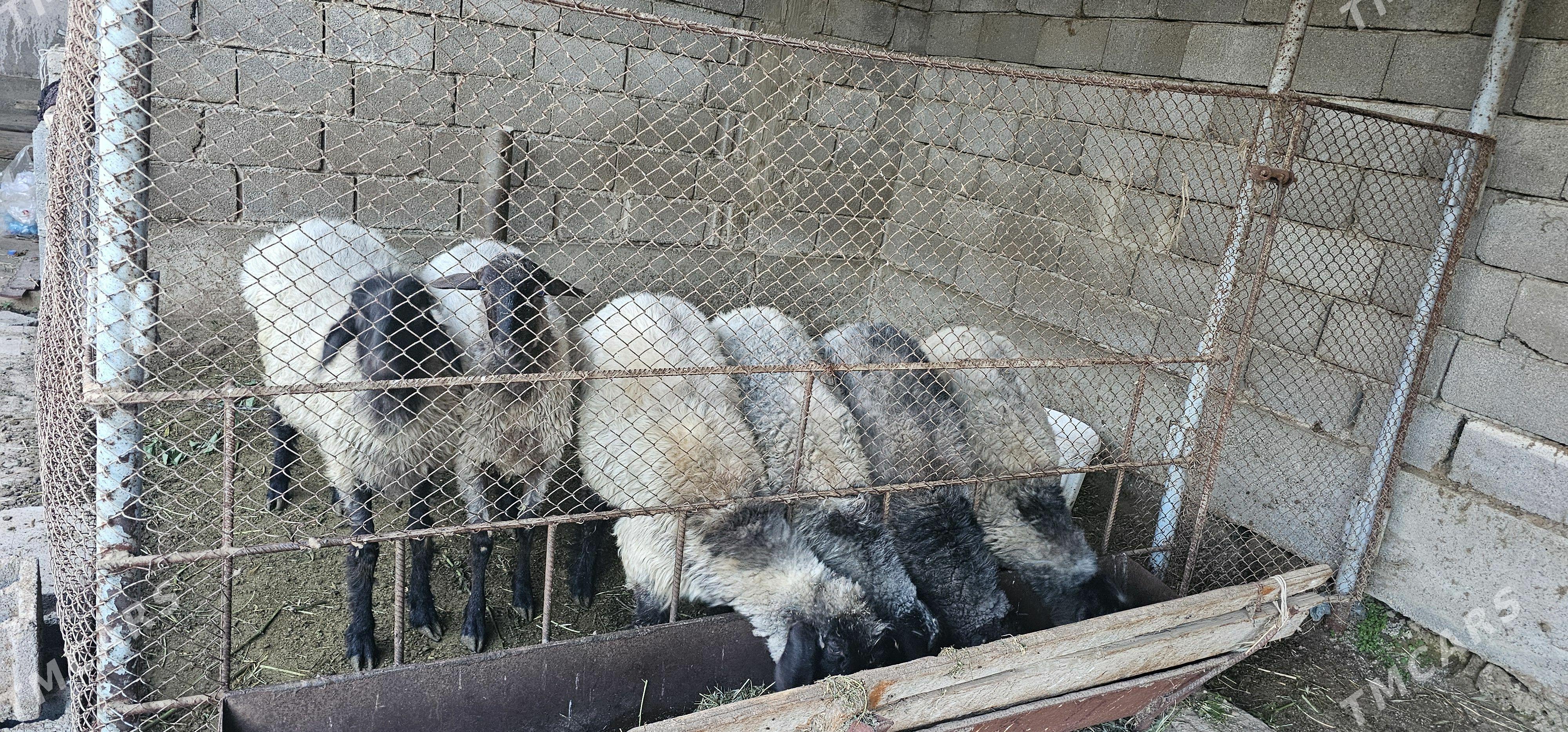 iṣ̌şek elin bakylan gurat - Gökdepe - img 1