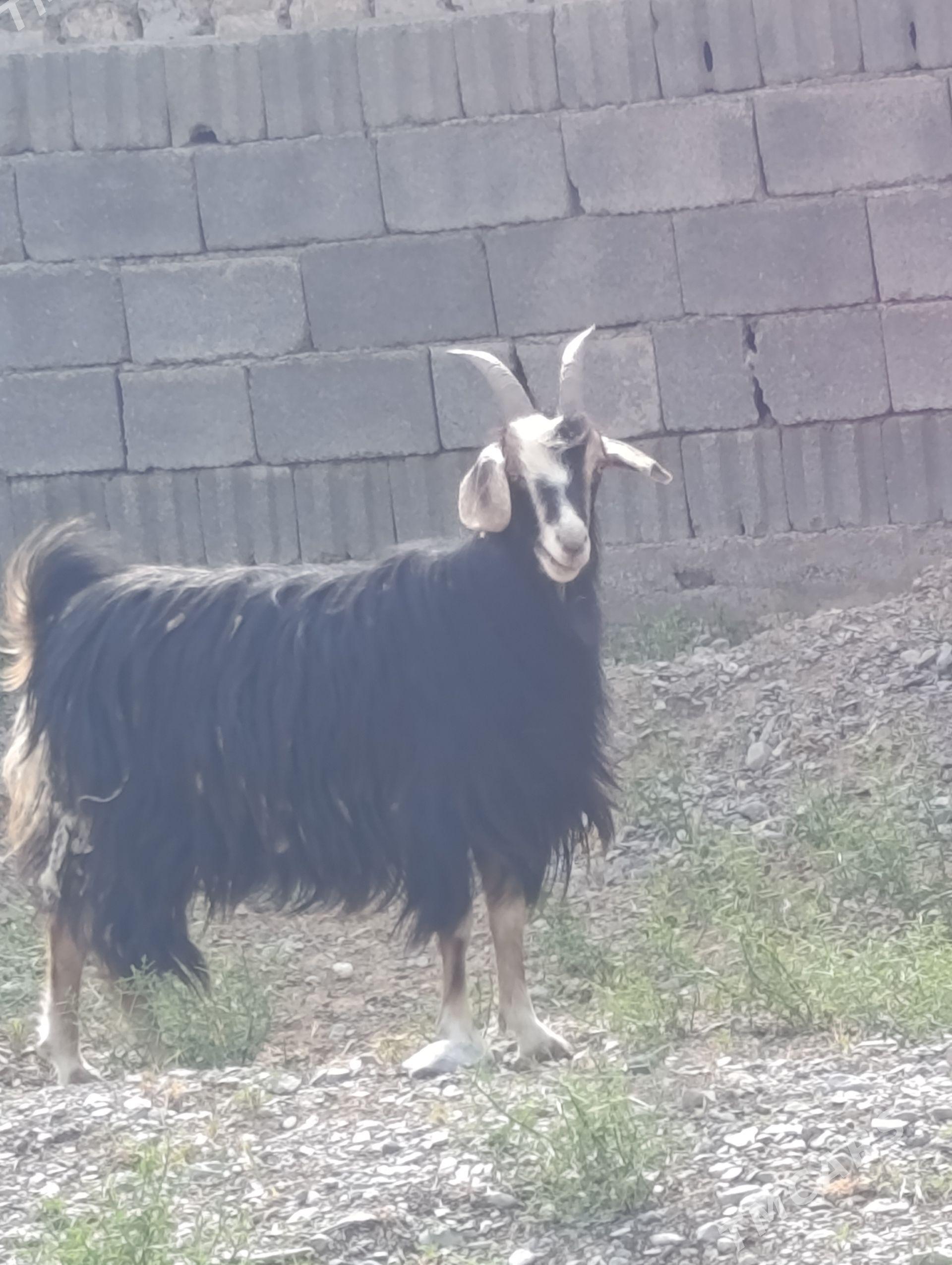 Geci - Бузмеин - img 1