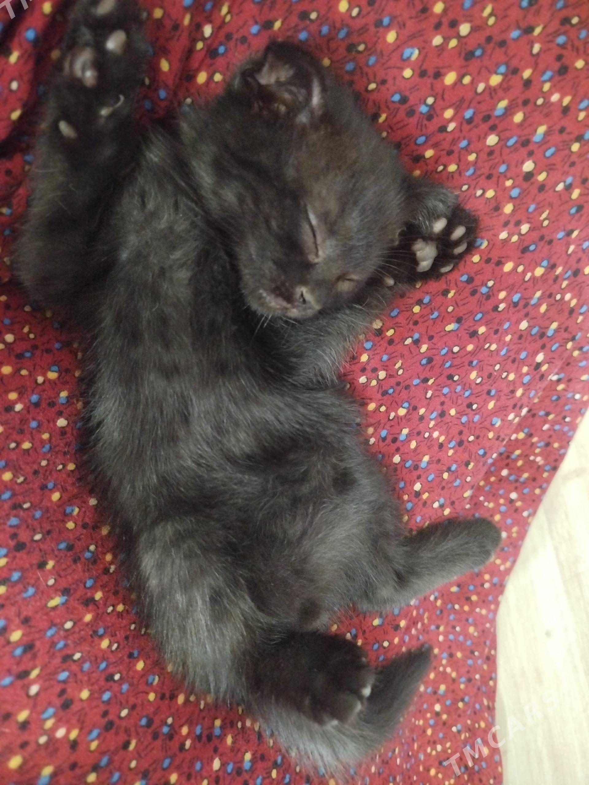 Котенок вислоушка - Türkmenabat - img 1