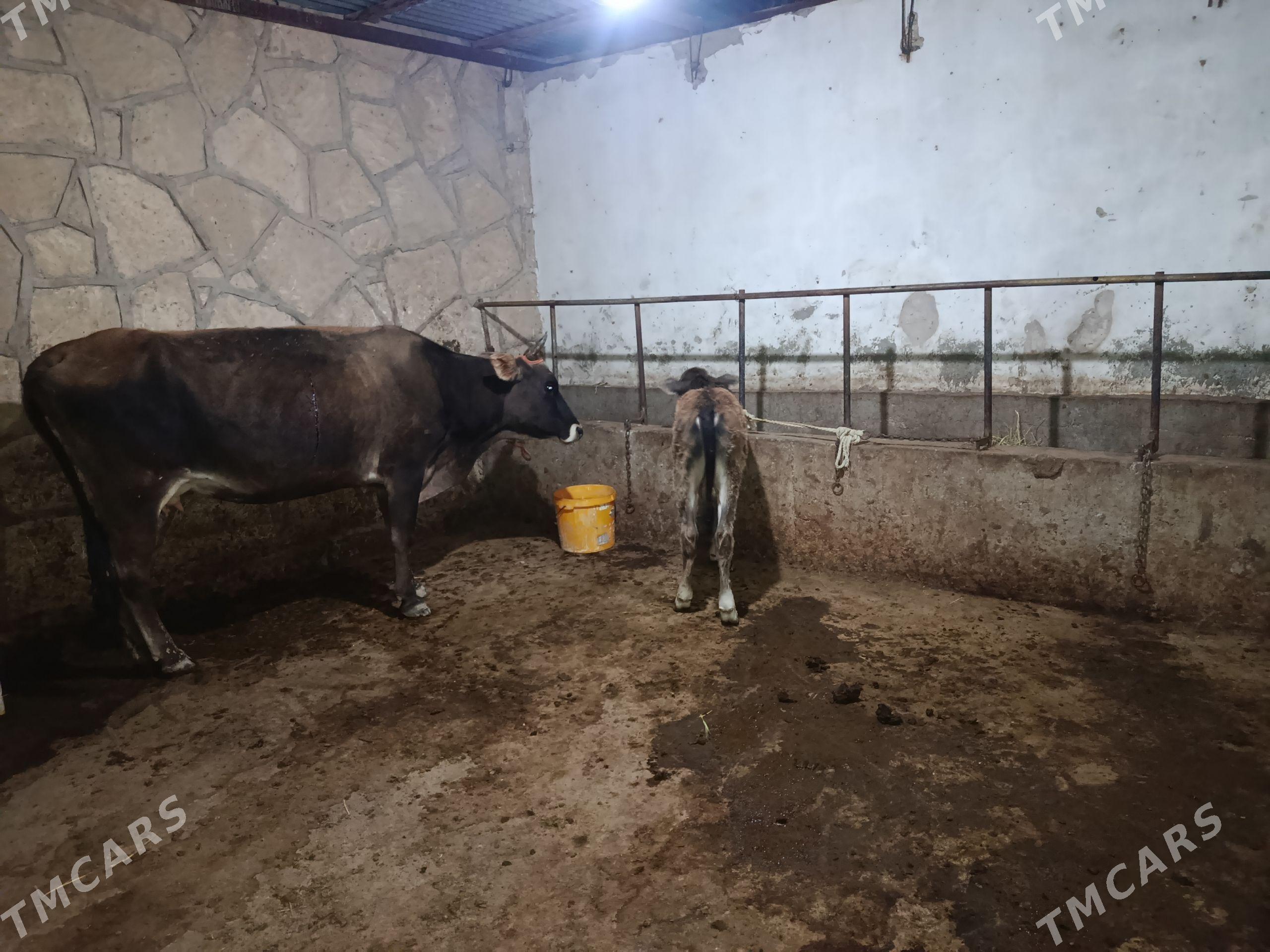 Gooeli sygyr - Gyzylarbat - img 1