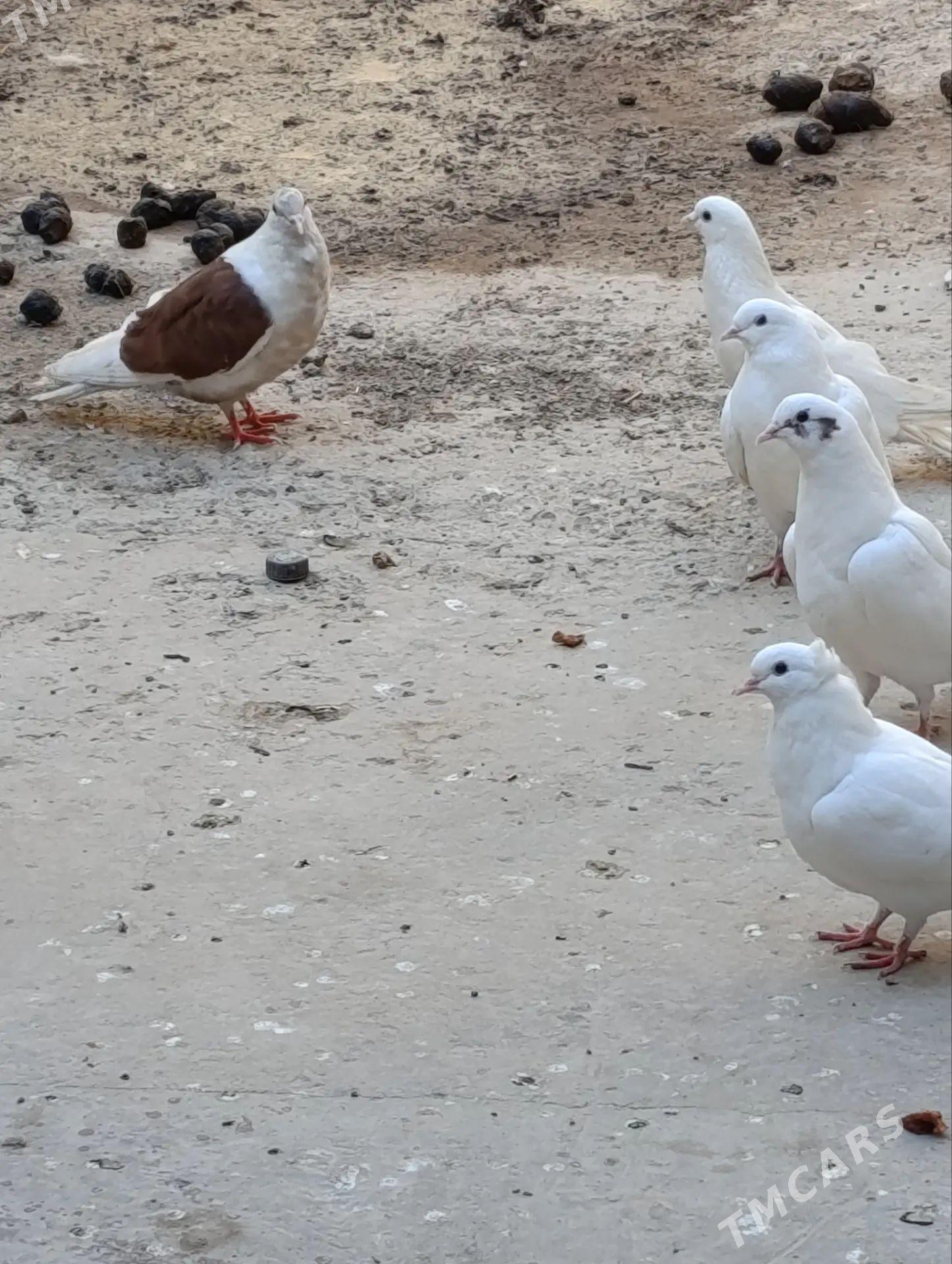 kepder - Daşoguz - img 1