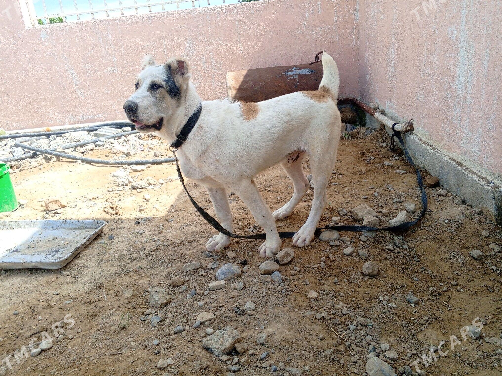turkmen it - Гёкдже - img 1
