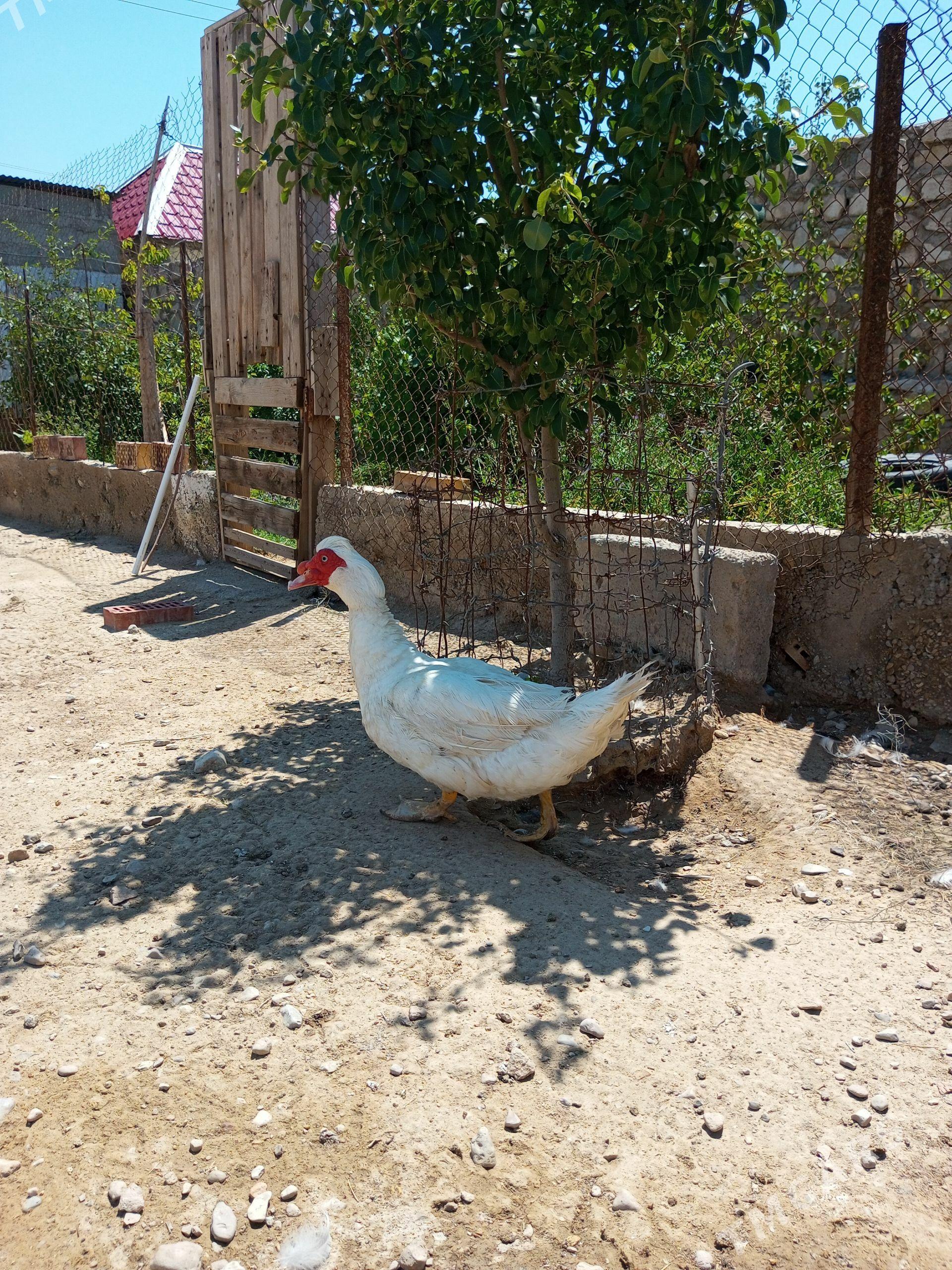 Erkek induk utga - Balkanabat - img 1