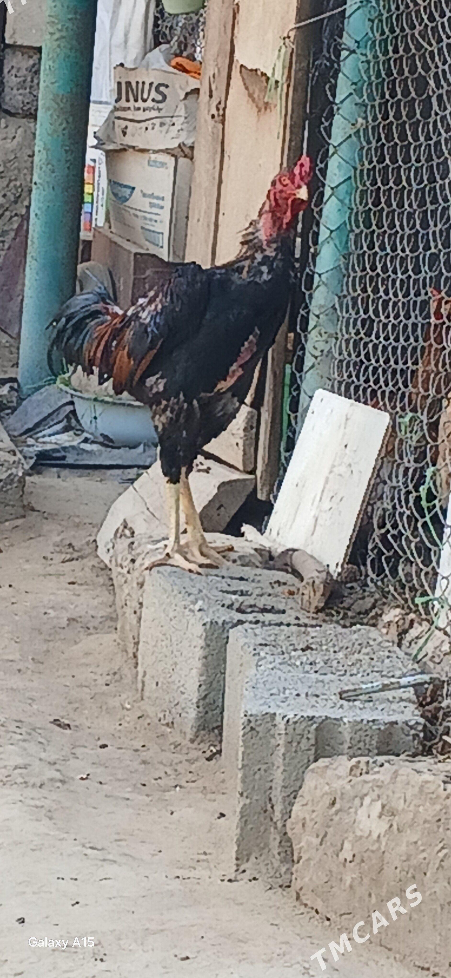 Taşkent horaz - Анев - img 1