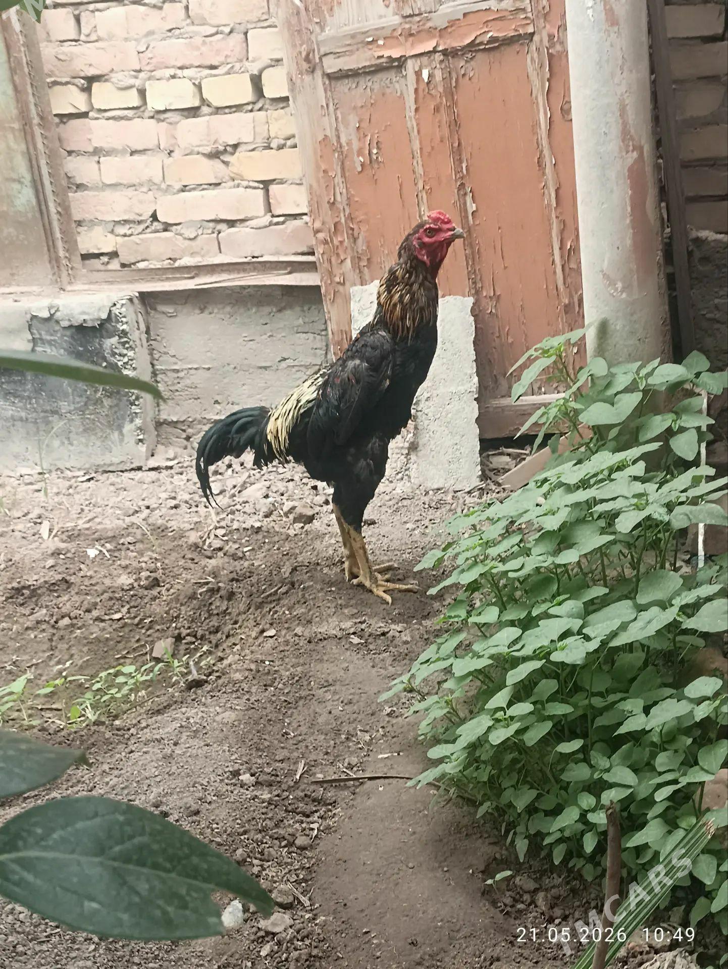 baysowy juja - Туркменабат - img 1