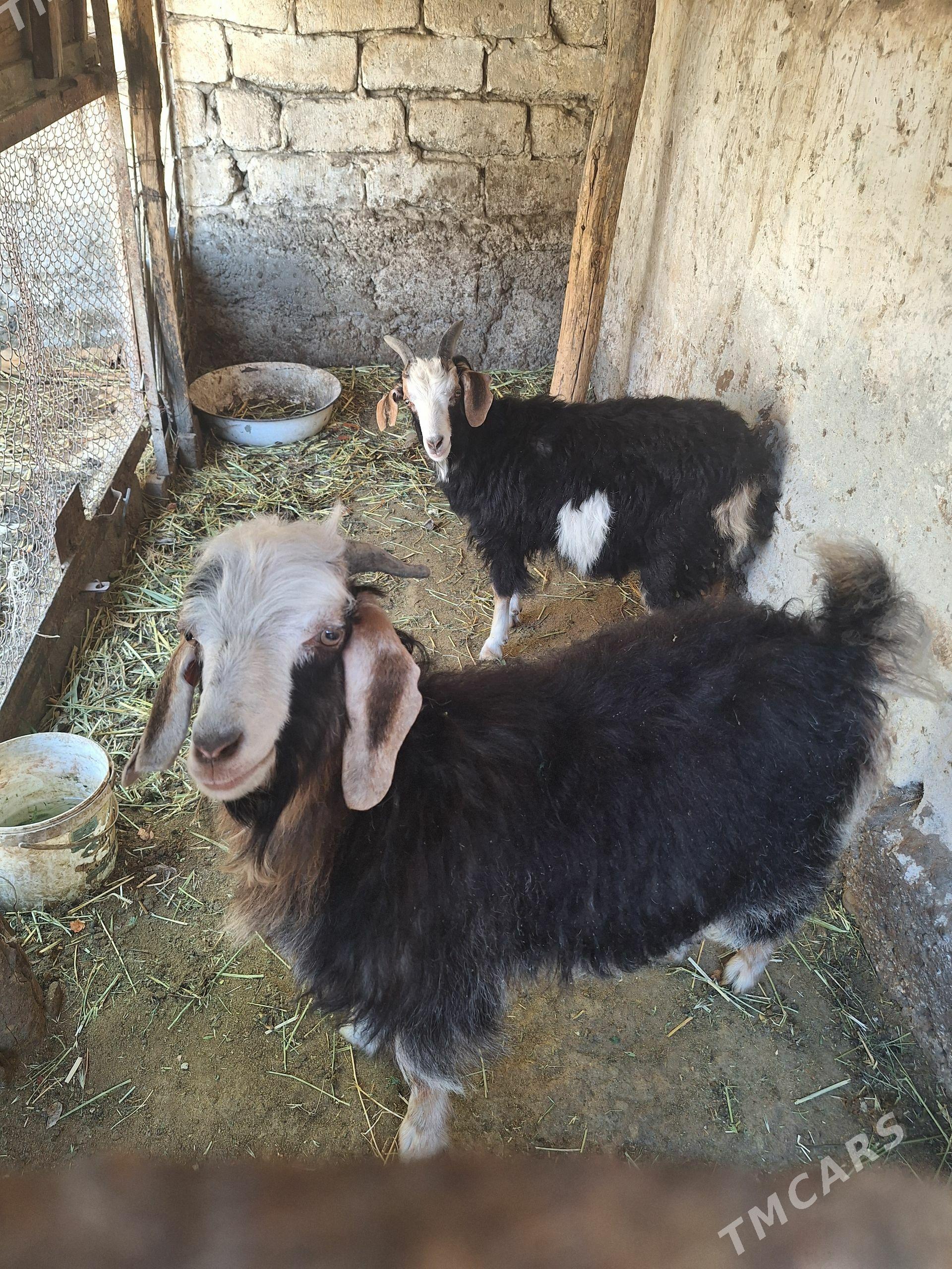 çebiş - Änew - img 1
