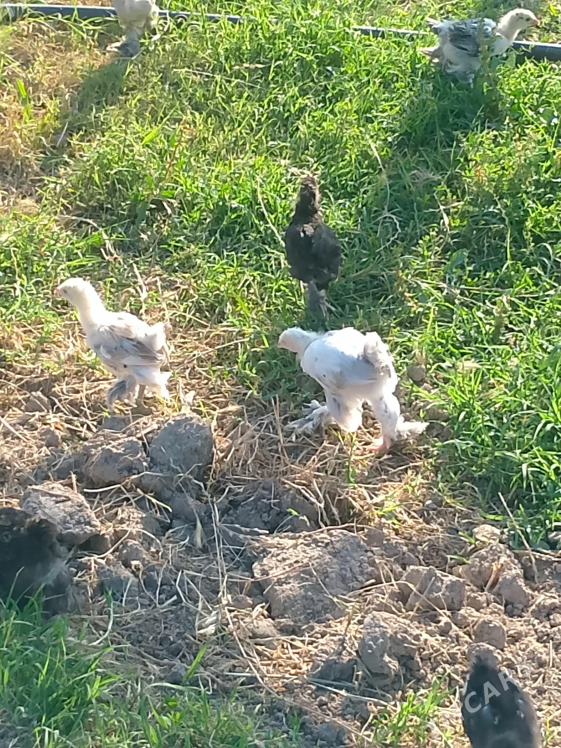 juje - Сакарчага - img 1