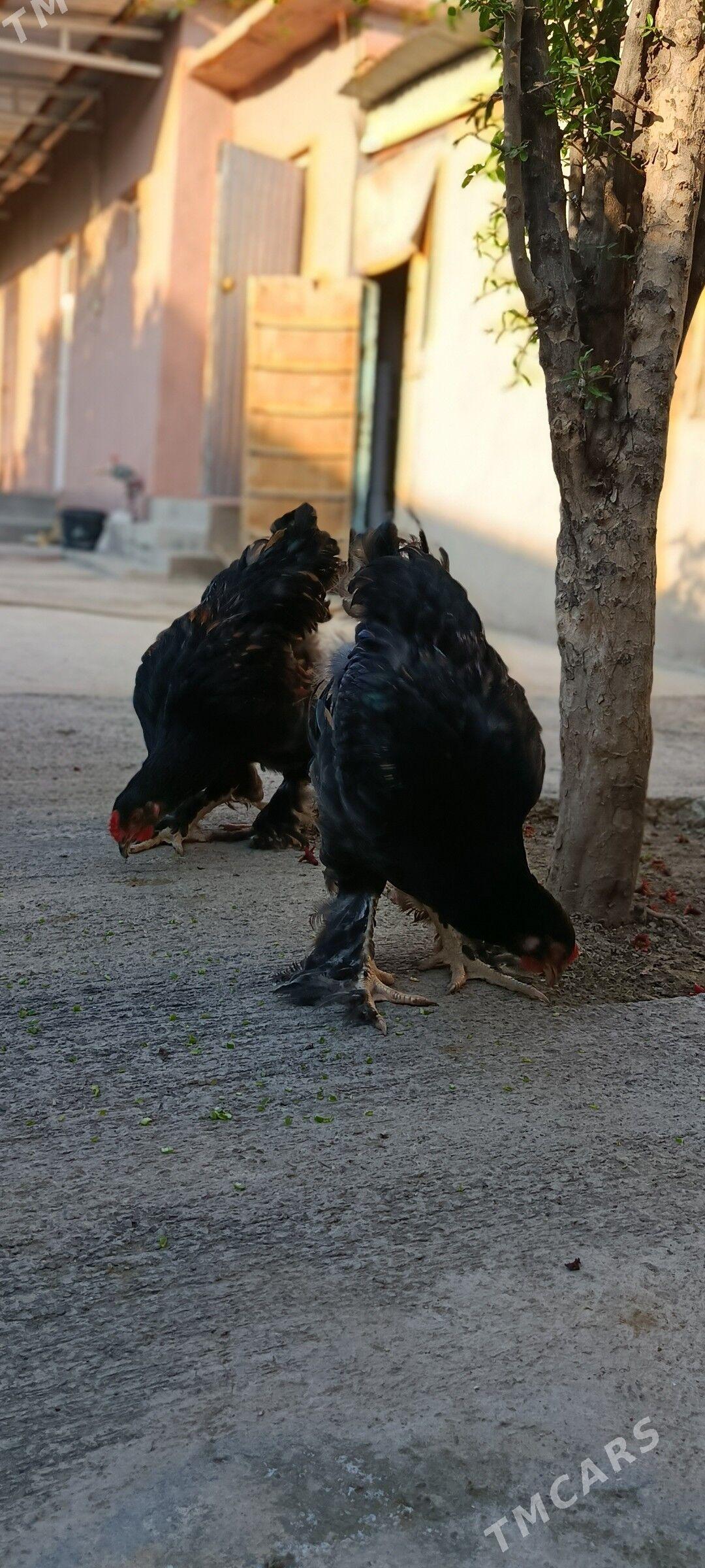brama laşed horazlar - Bagyr - img 1