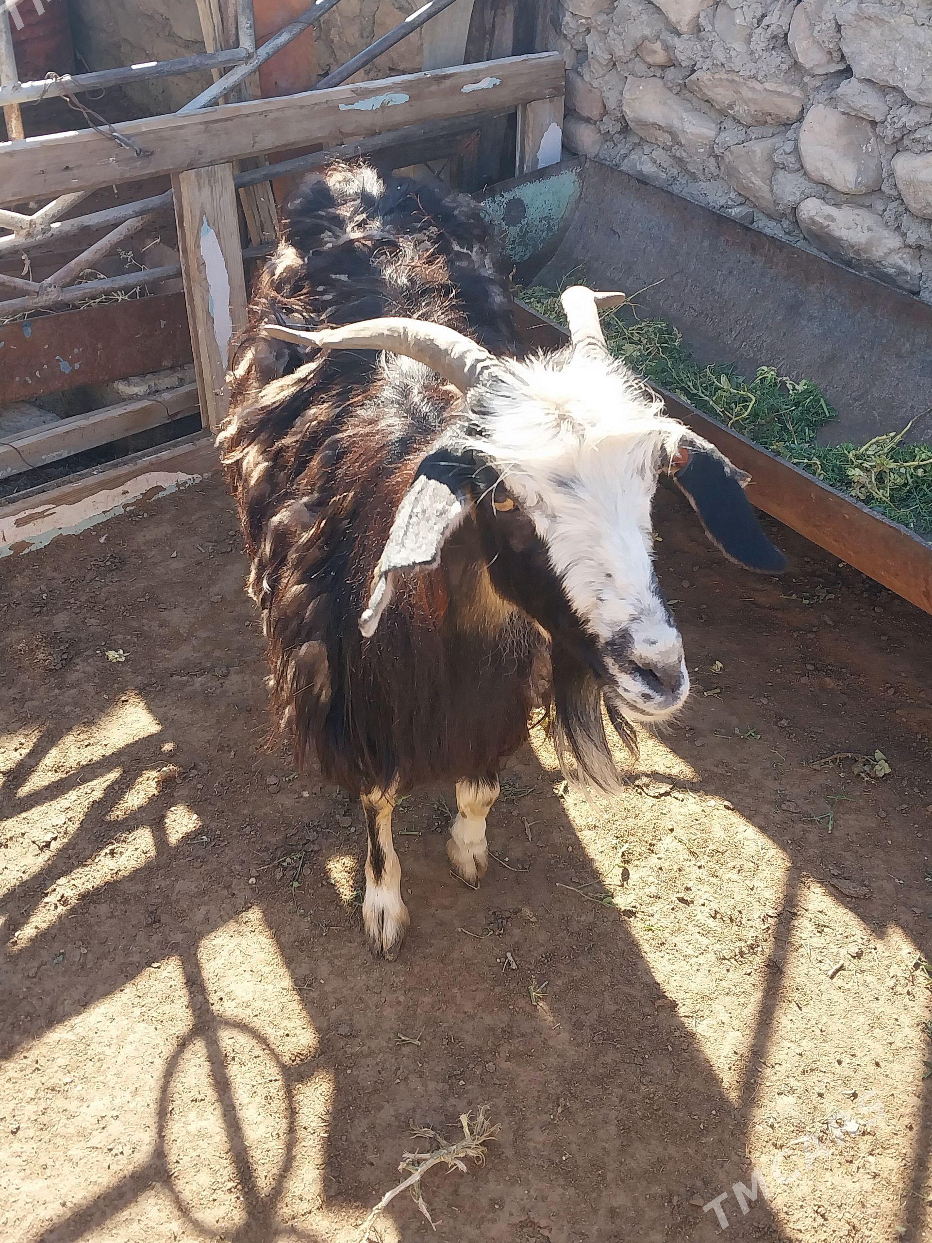 geci - Jebel - img 1