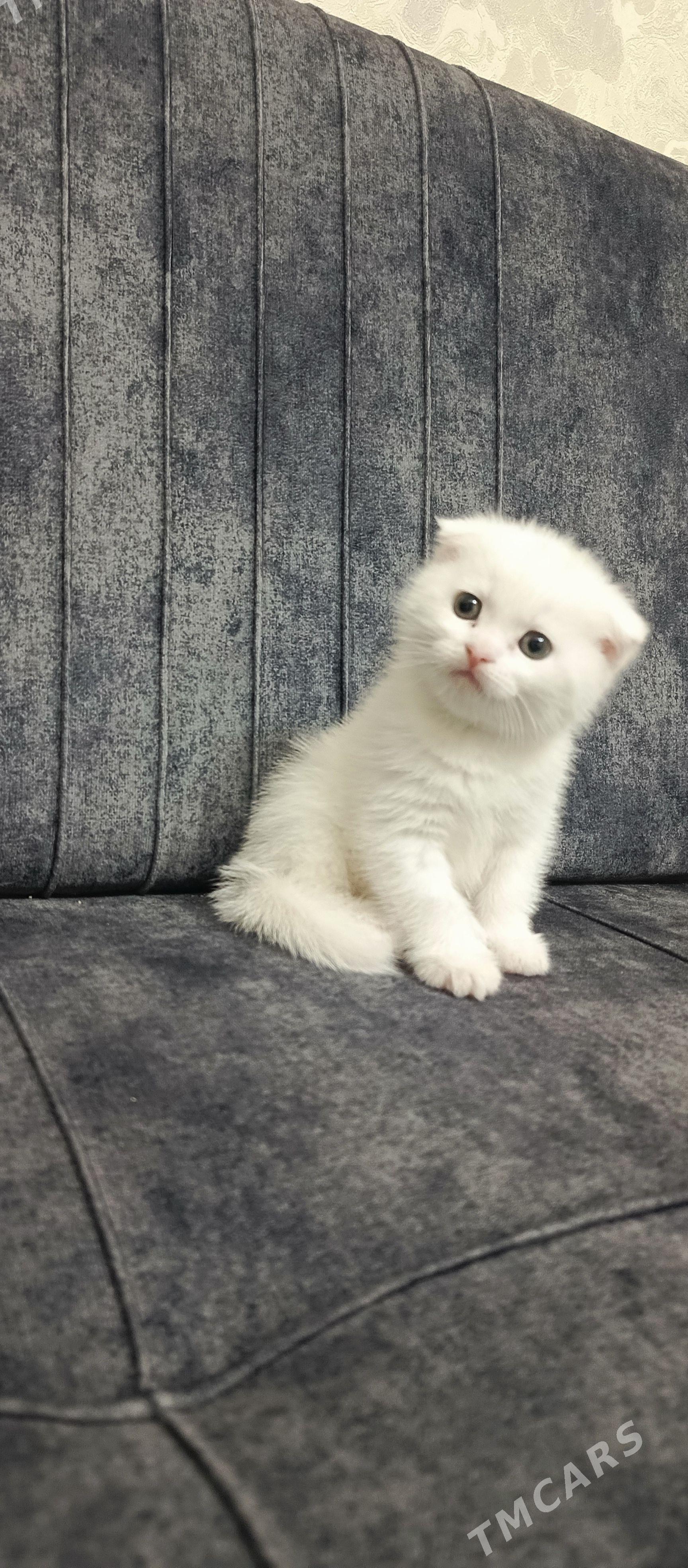 продаем котенка - 9 mkr - img 1