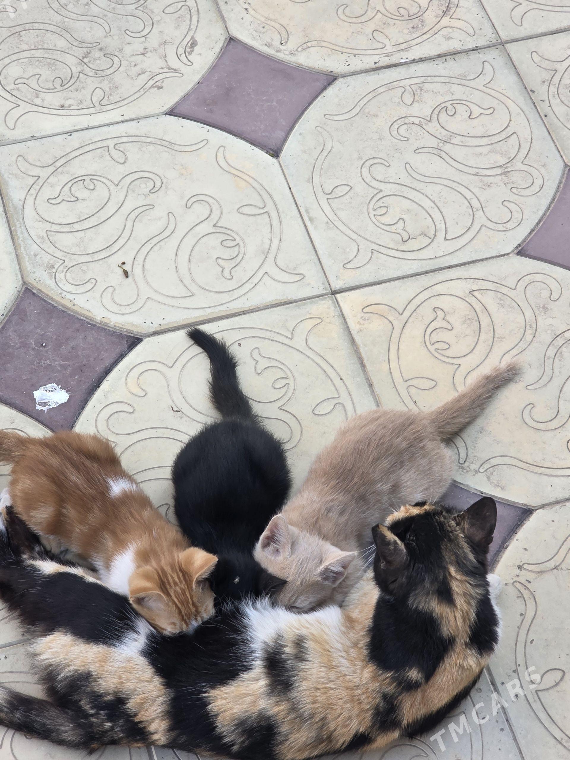 Котята - Türkmenabat - img 1