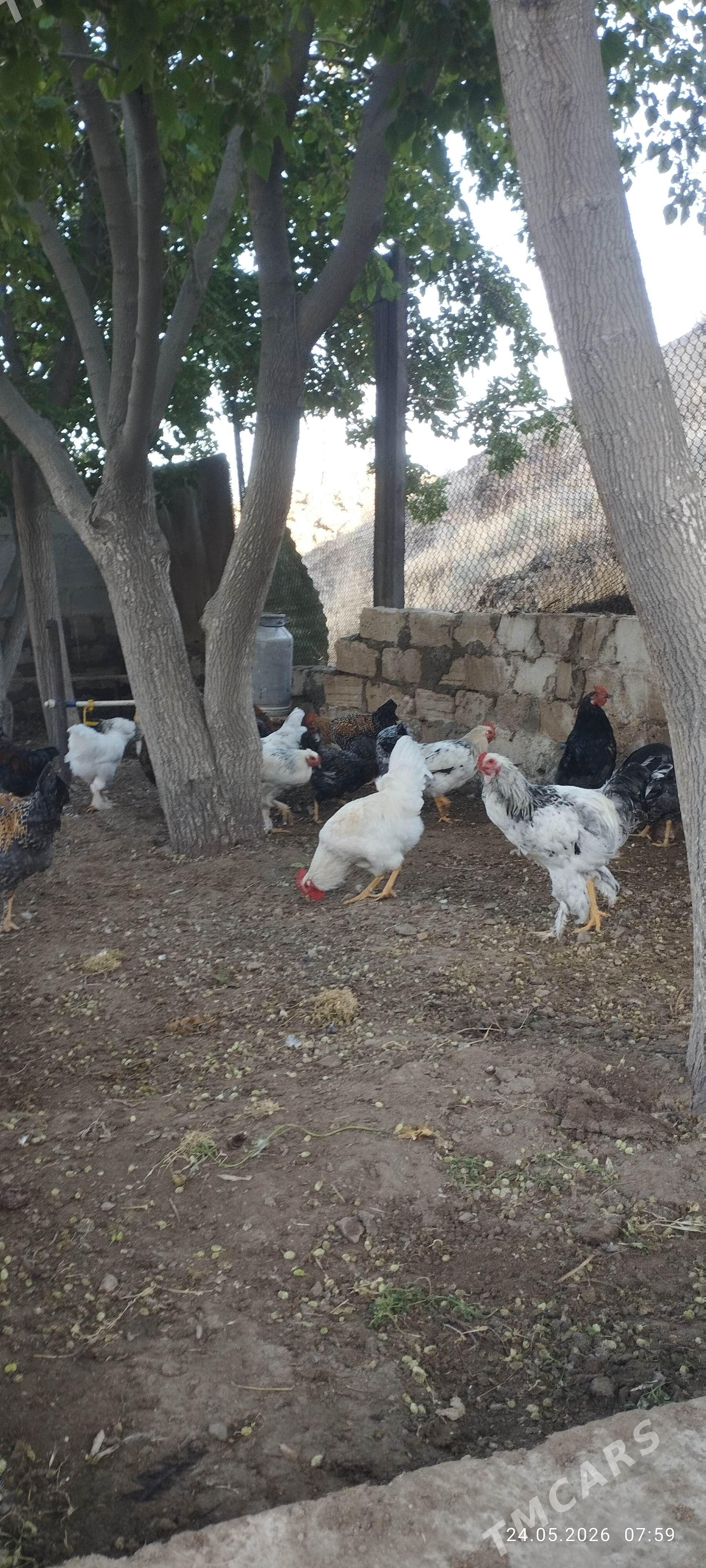 Петехи - Türkmenbaşy - img 1