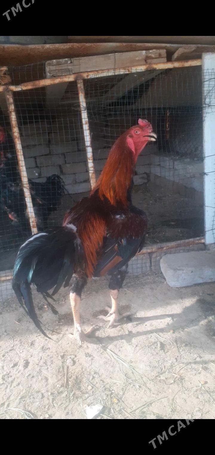 baysy horaz - Baýramaly - img 1