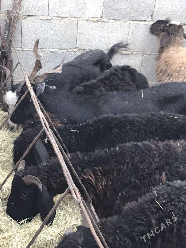 gysyr geçi - Bäherden - img 1