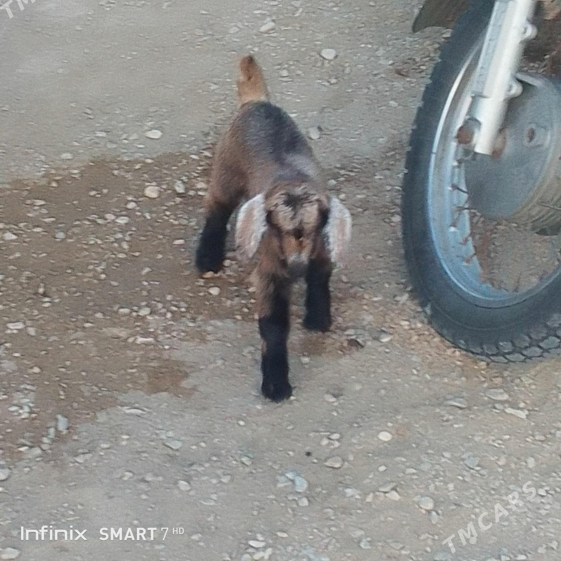 owlak - Balkanabat - img 1