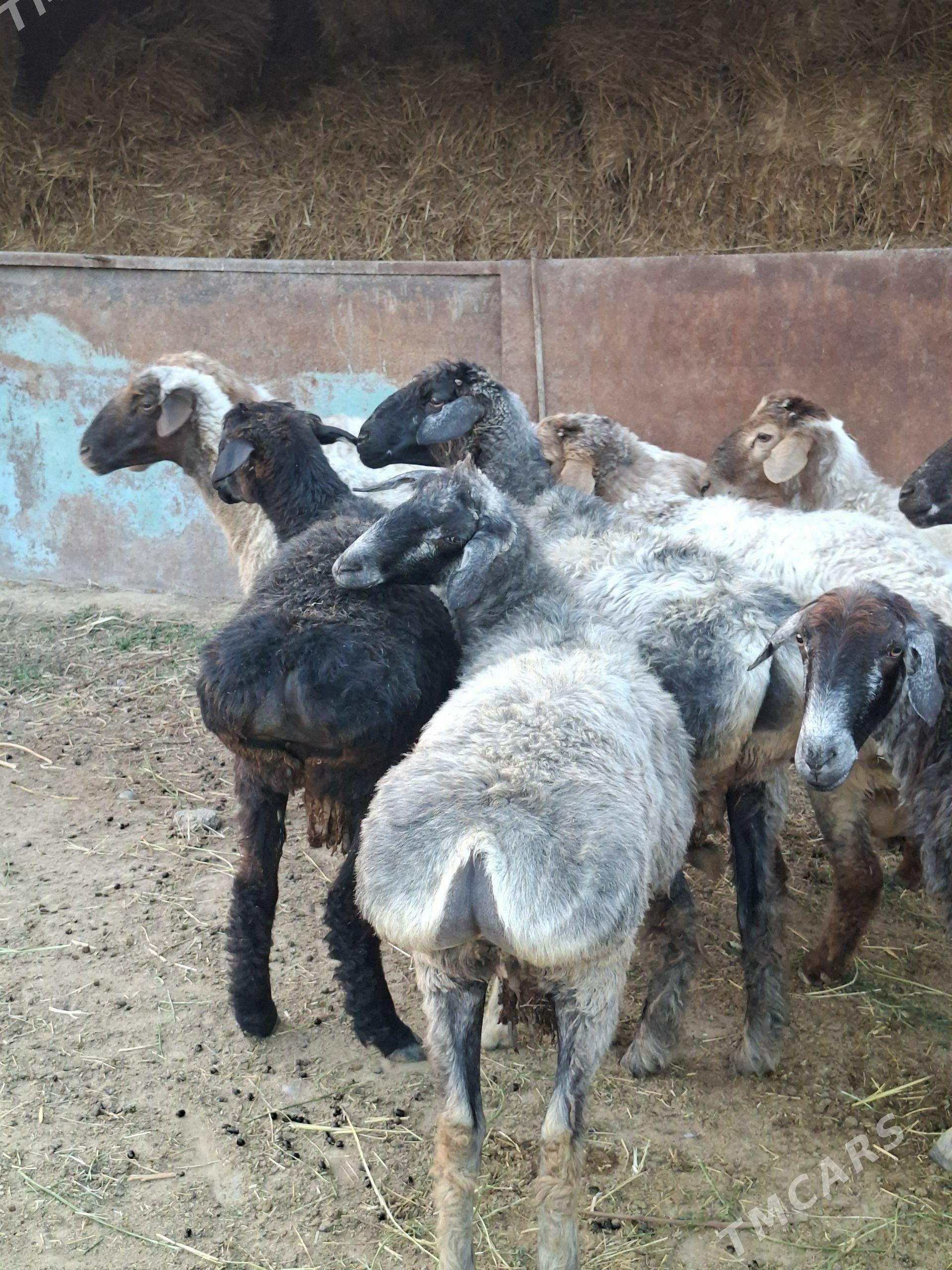 Goyun - Анев - img 1