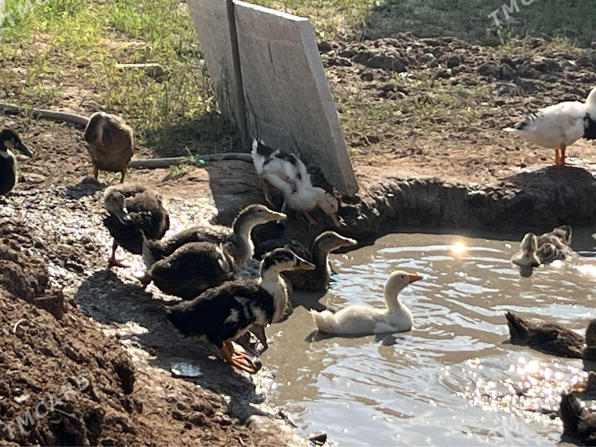 Ördek wak wak gak gak - Murgap - img 1