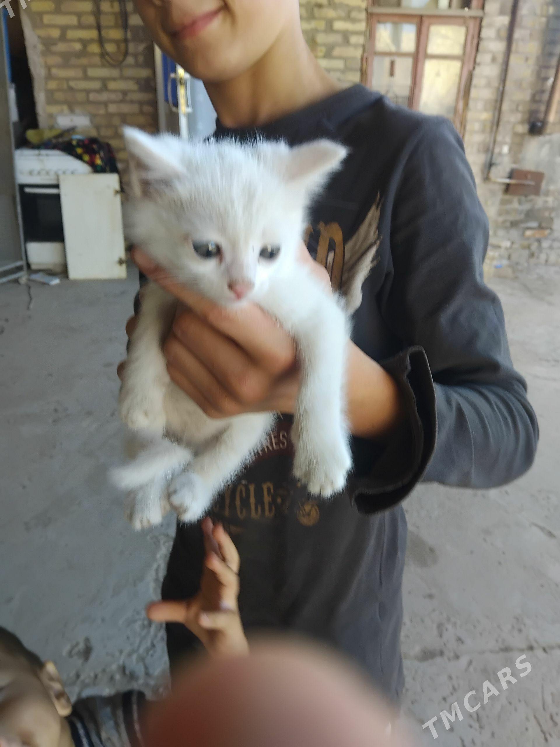 белый котёнок - Чарджоу - img 1