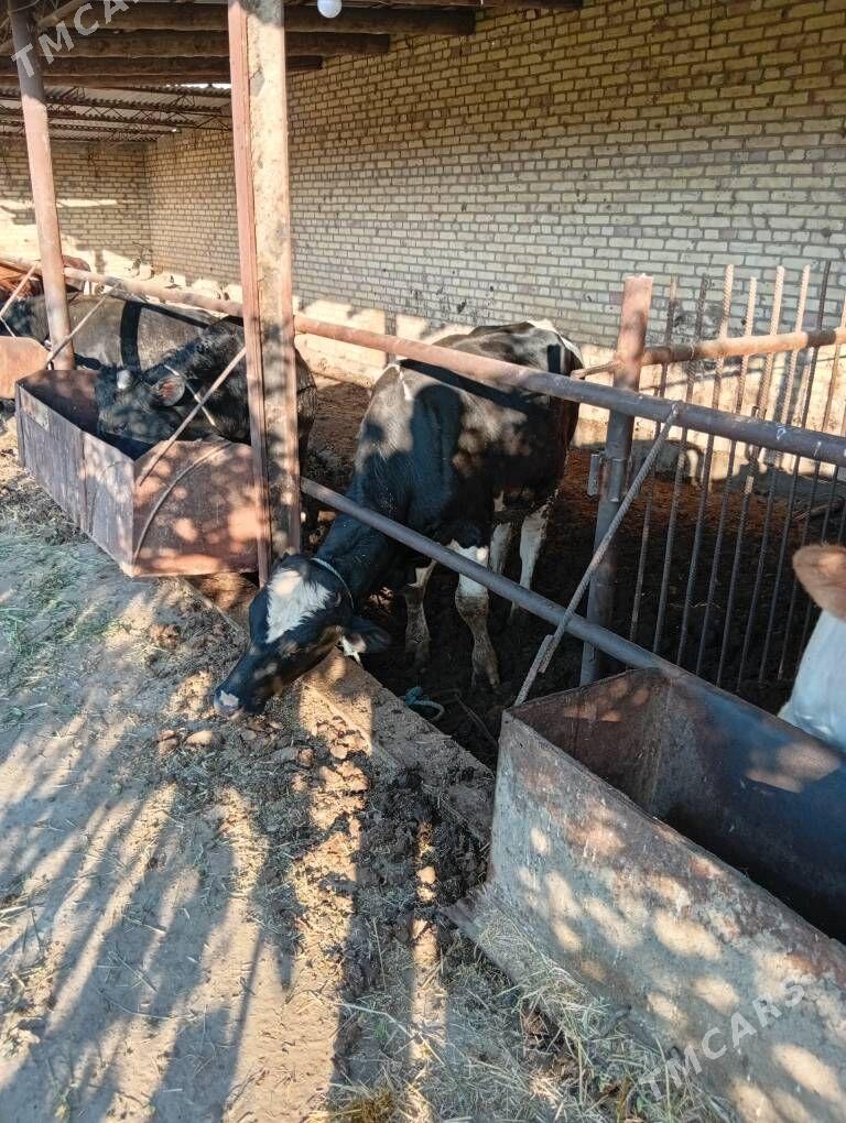 galasteyin okuz - Çärjew - img 1
