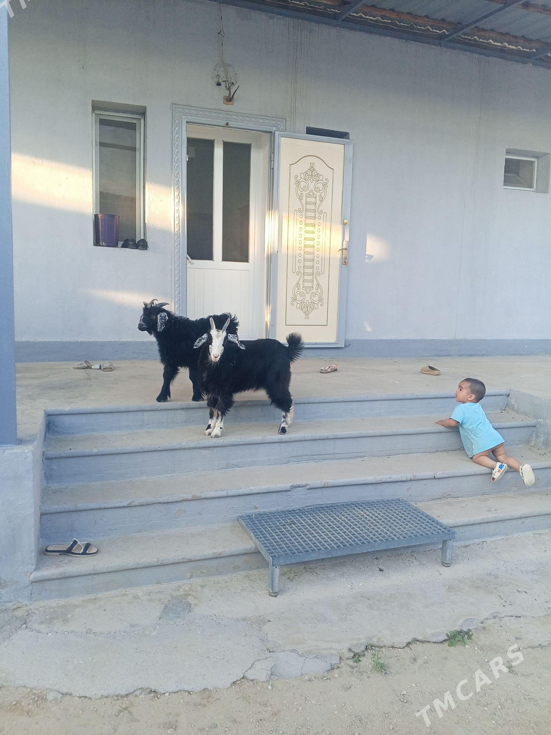 owlak - Balkanabat - img 1