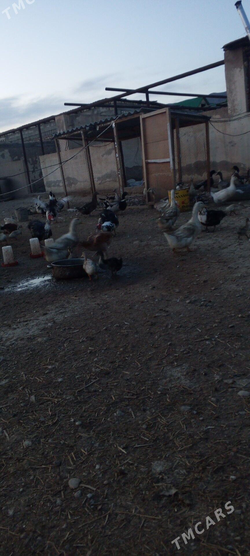 gak gak - Balkanabat - img 1