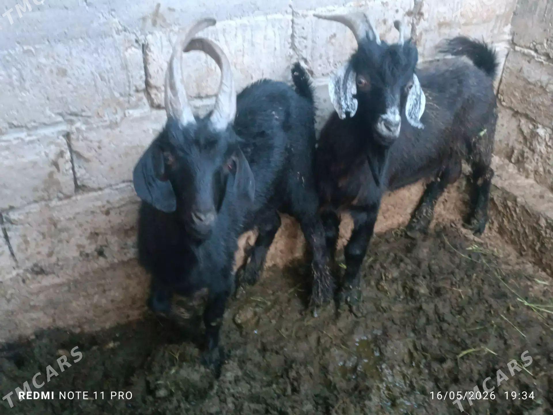 Geci - Gökdepe - img 1