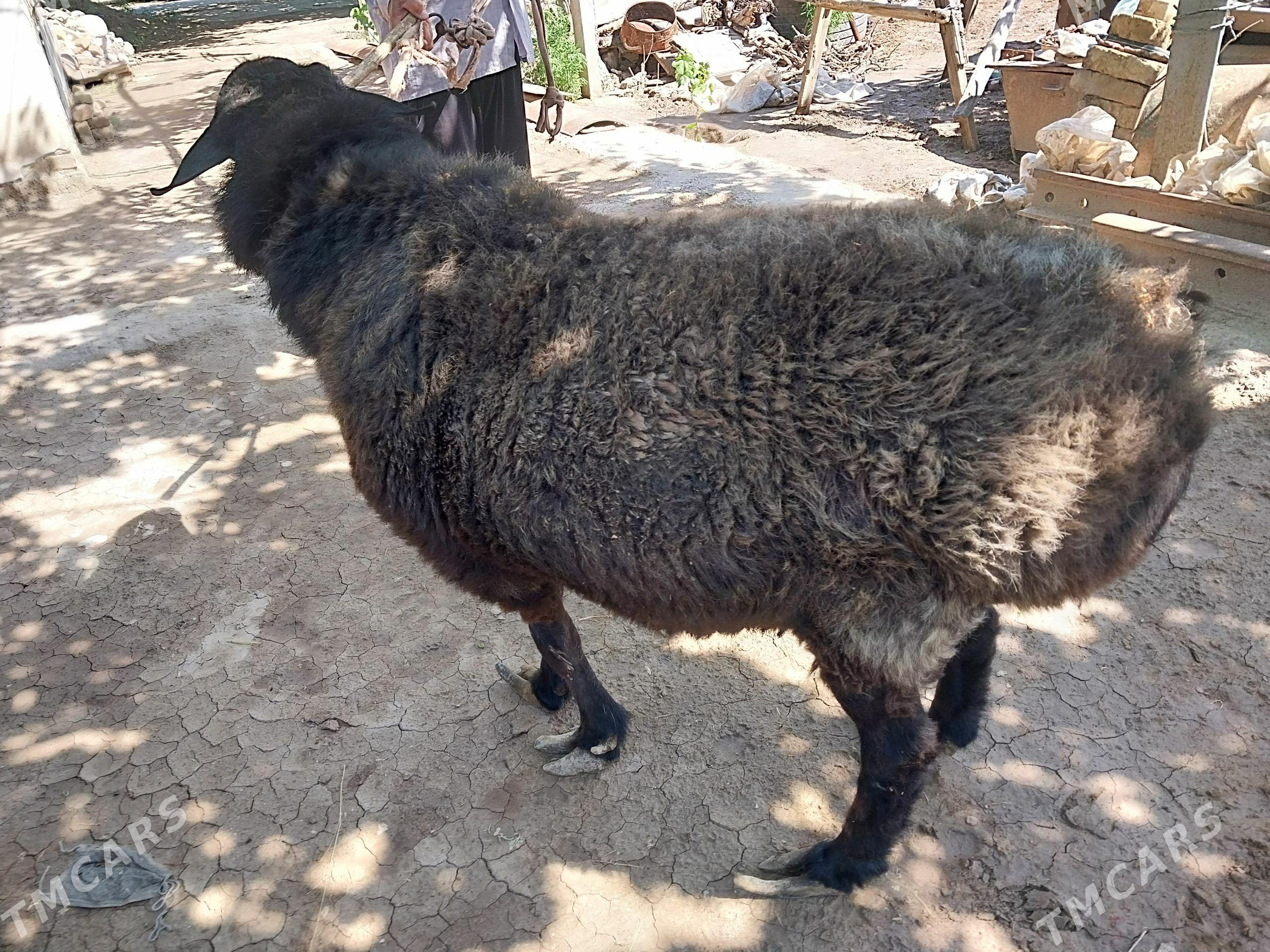 Goyun - Çärjew - img 1