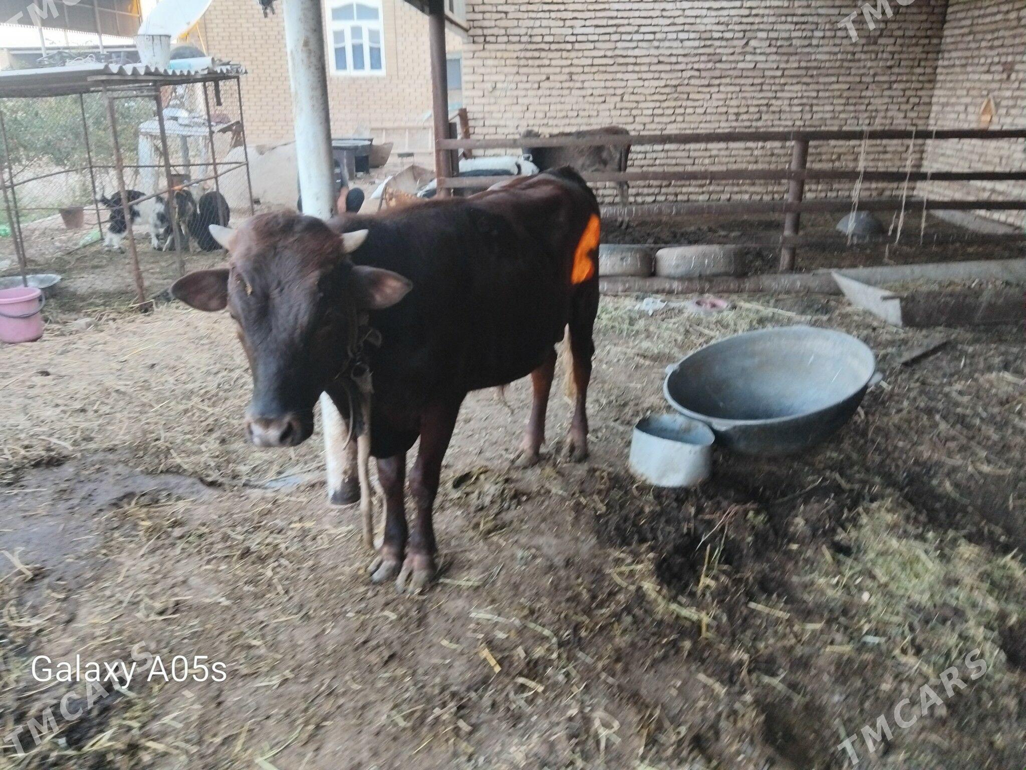 öküzçe - Mary - img 1
