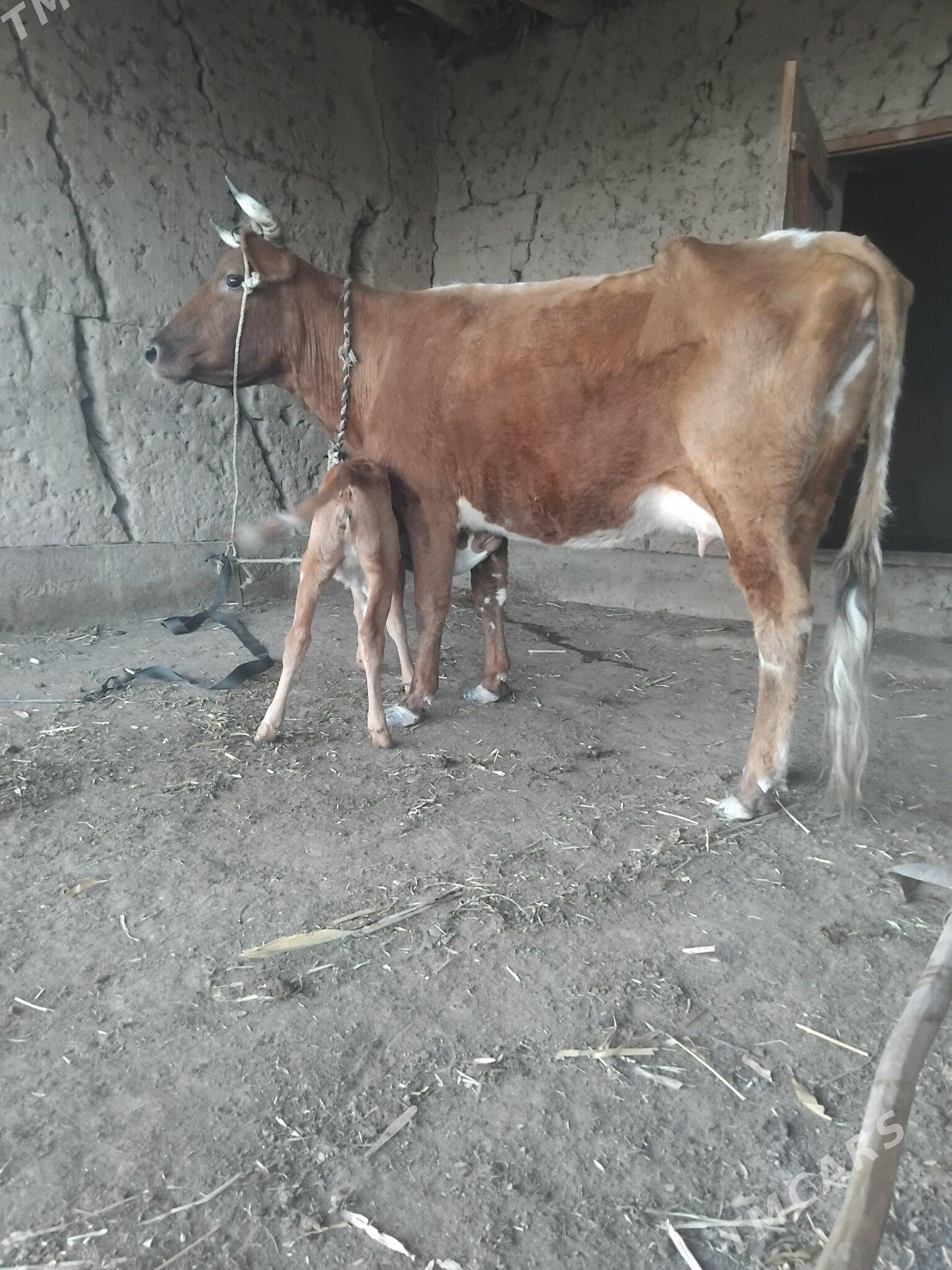 tanaly sygyr - Gubadag - img 1