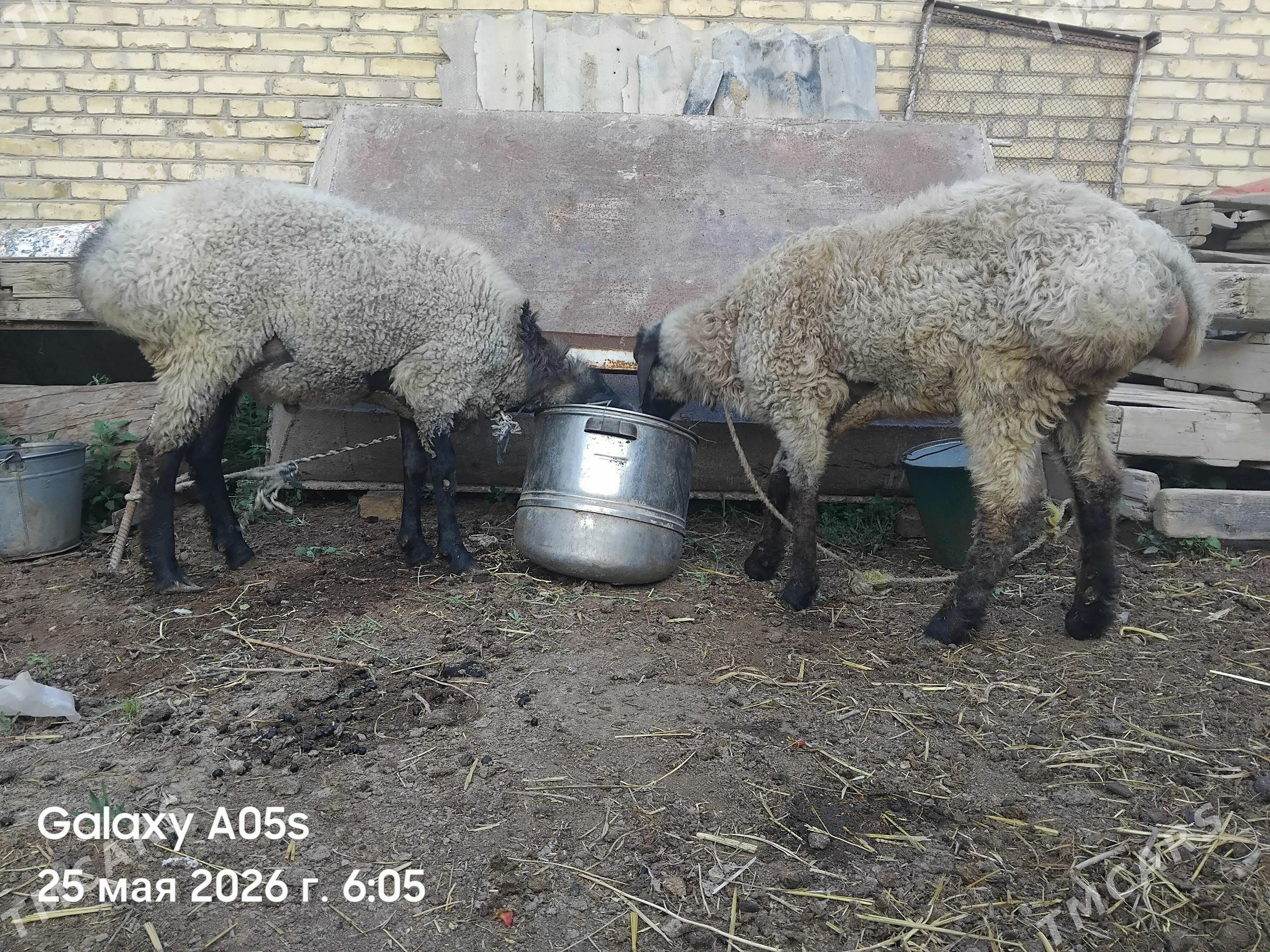 goç - Сакар - img 1