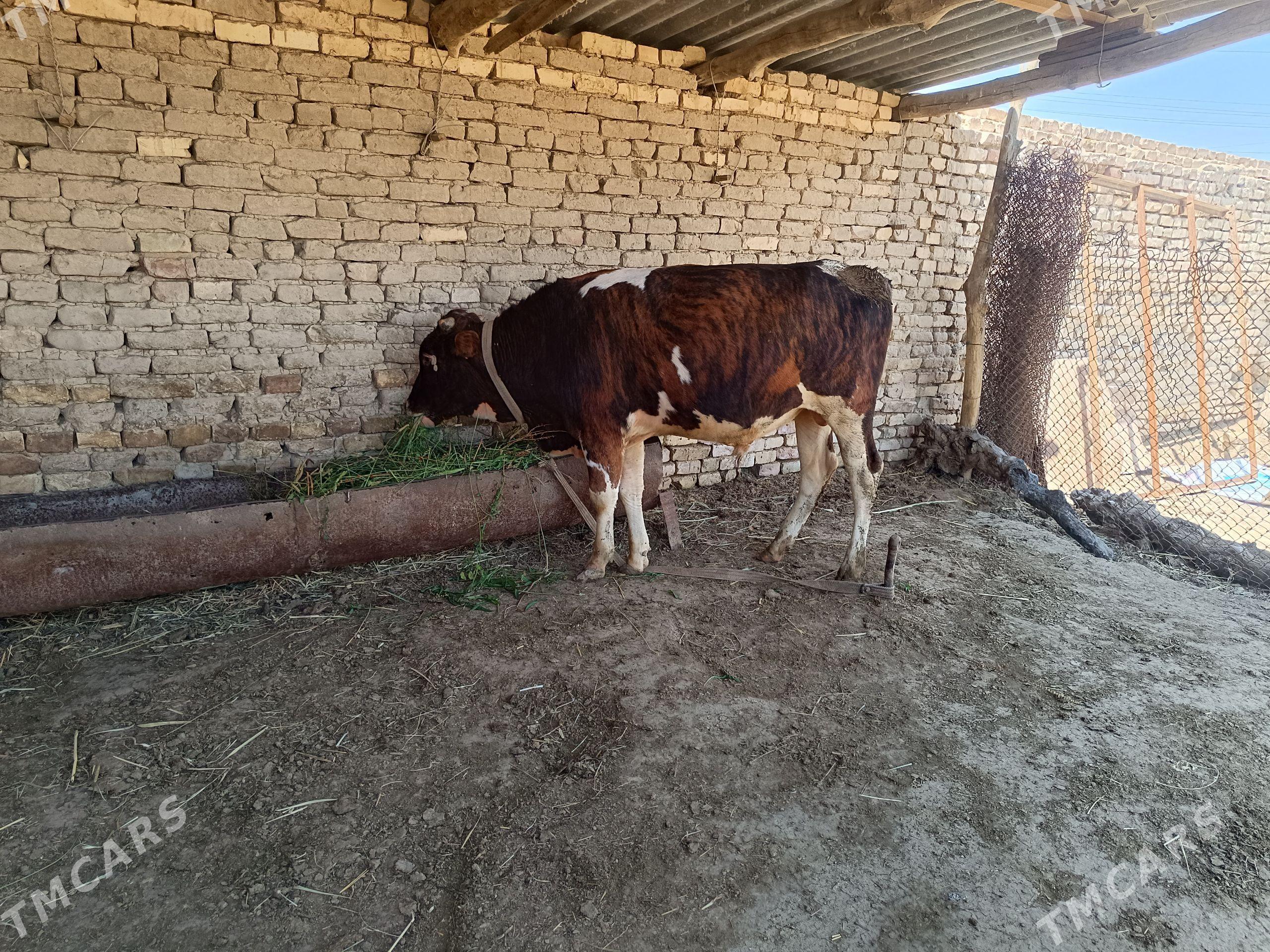 meydan okuz 2 sany - Байрамали - img 1