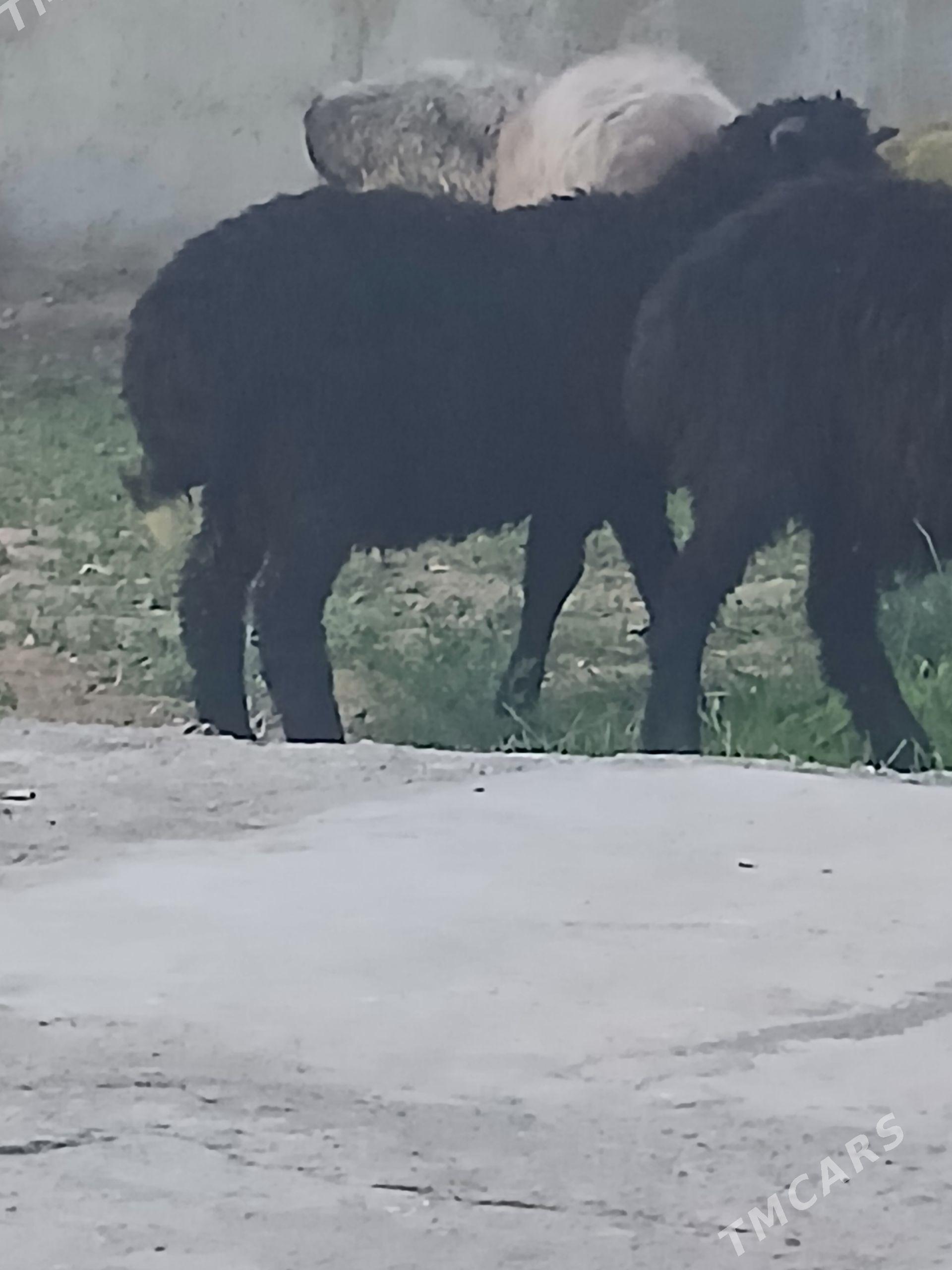 GOYUN - Aşgabat - img 1