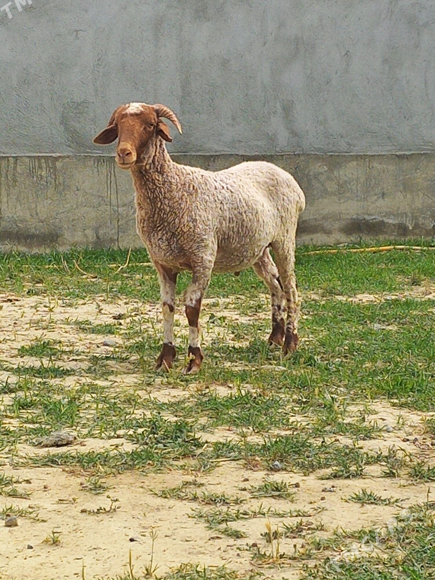 Merenos öweç - Гёкдепе - img 1
