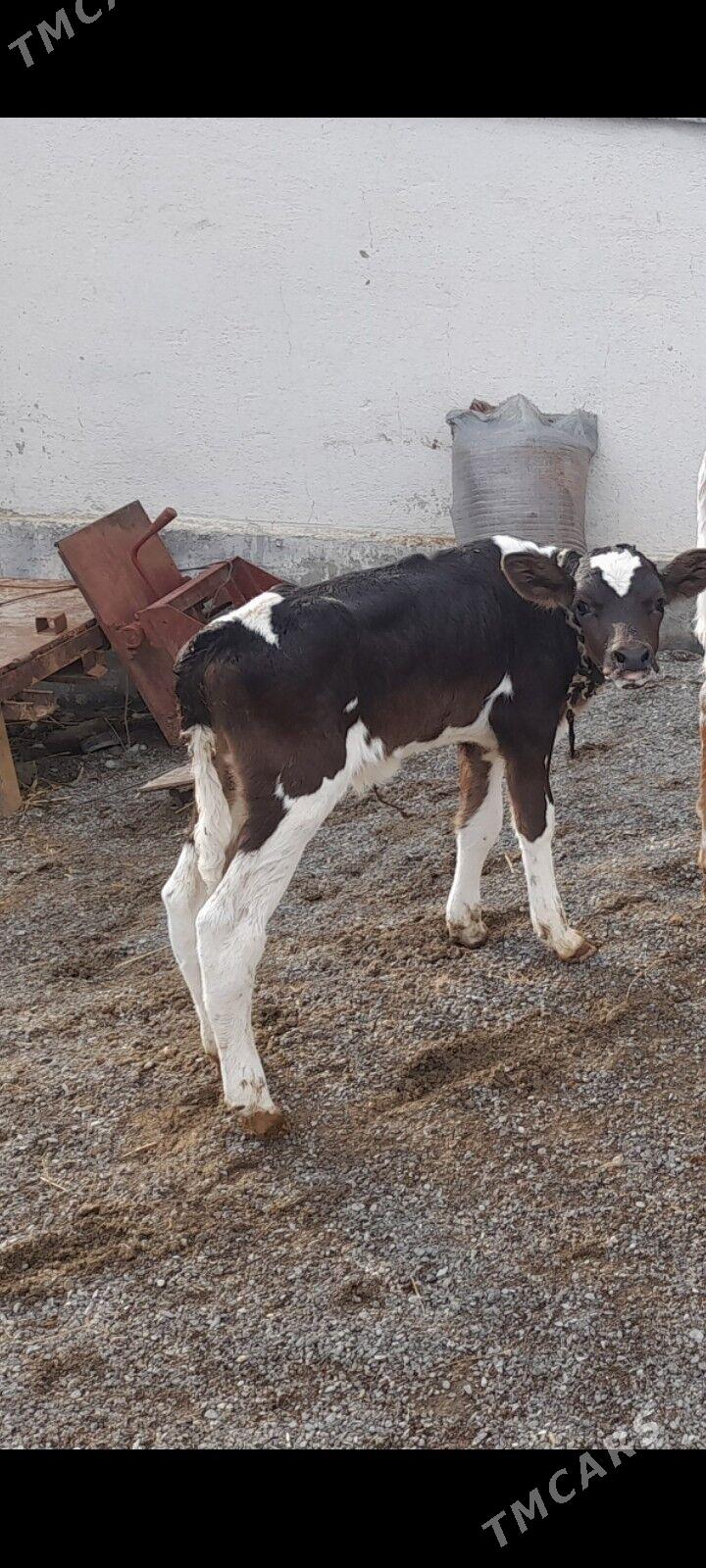 öküzçe - Gökdepe - img 1