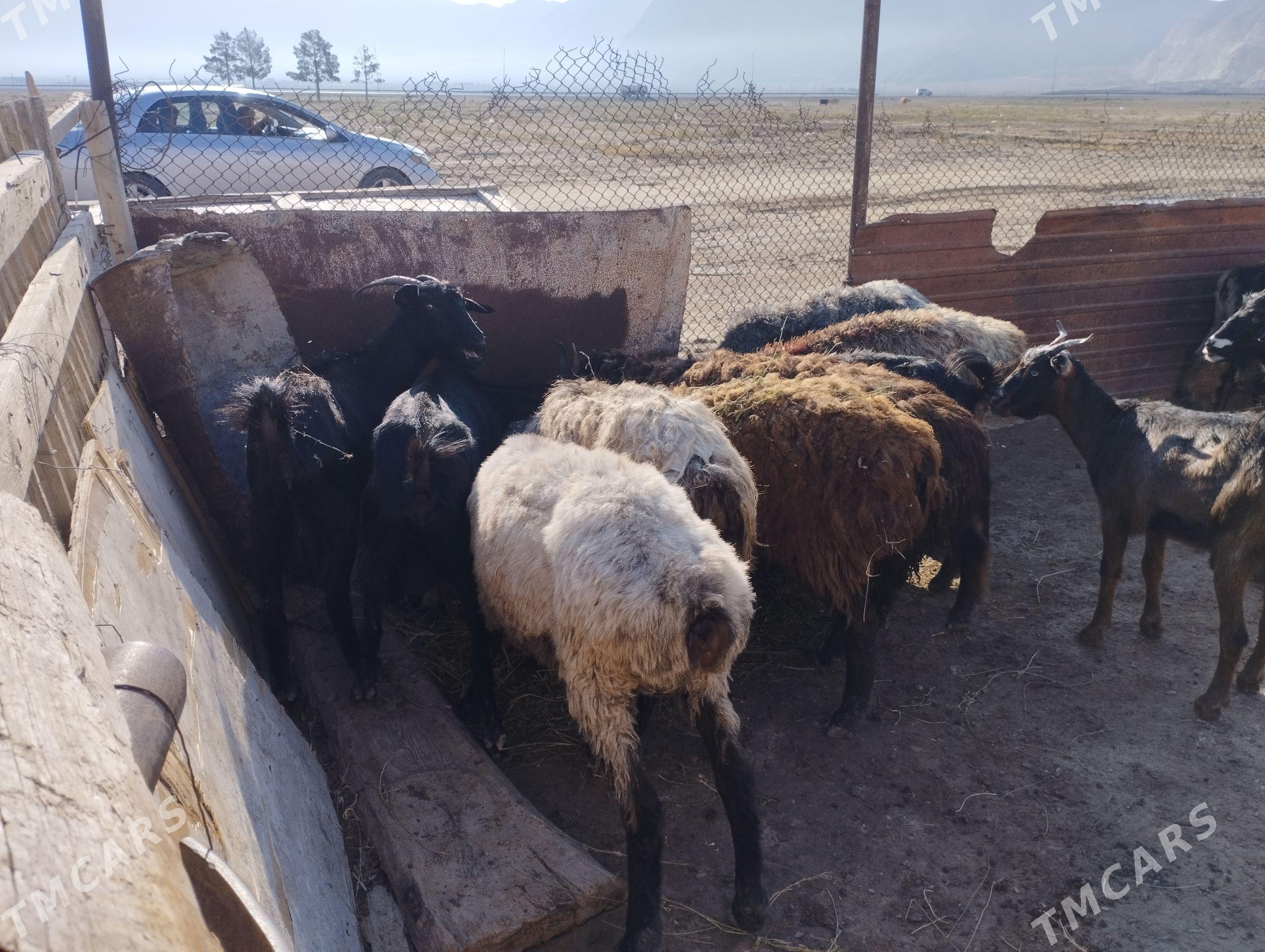goyun,geçi,dog,işşek - Jebel - img 1