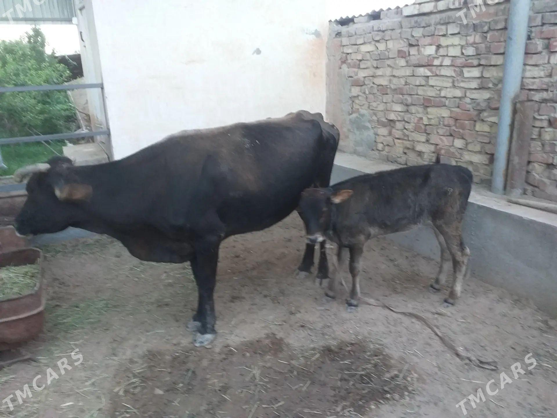 Göleli sygyr - Теджен - img 1