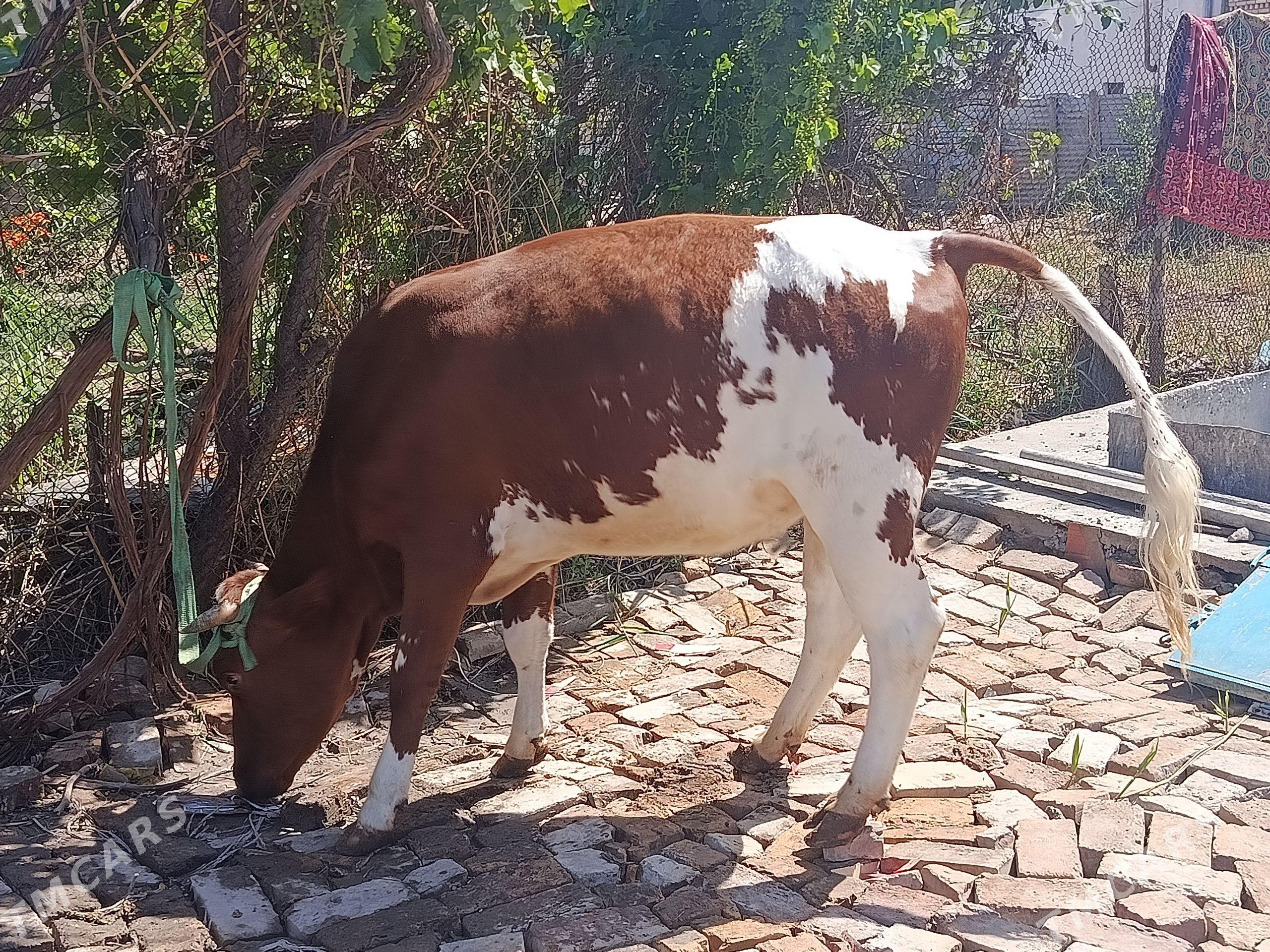 Mal - Türkmenabat - img 1