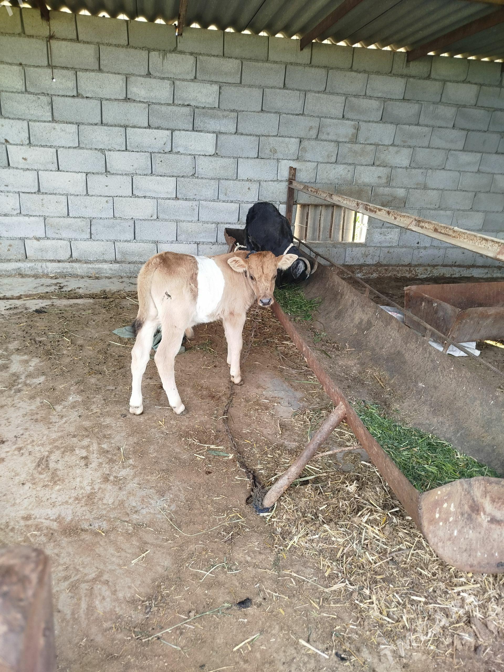goleli sygyr - Babadaýhan - img 1