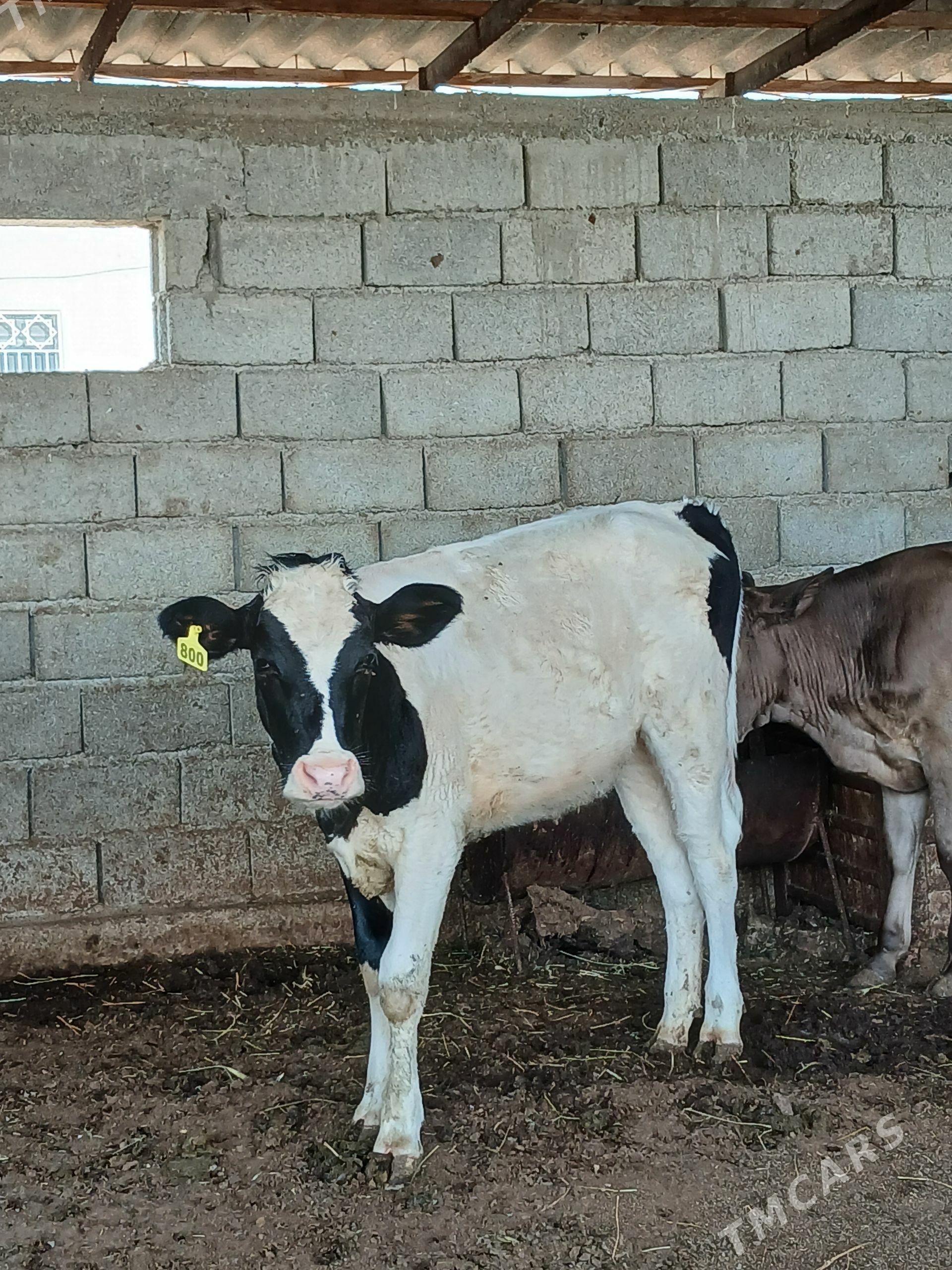 GALYŞDEŸIN TÜWE - Gökdepe - img 1