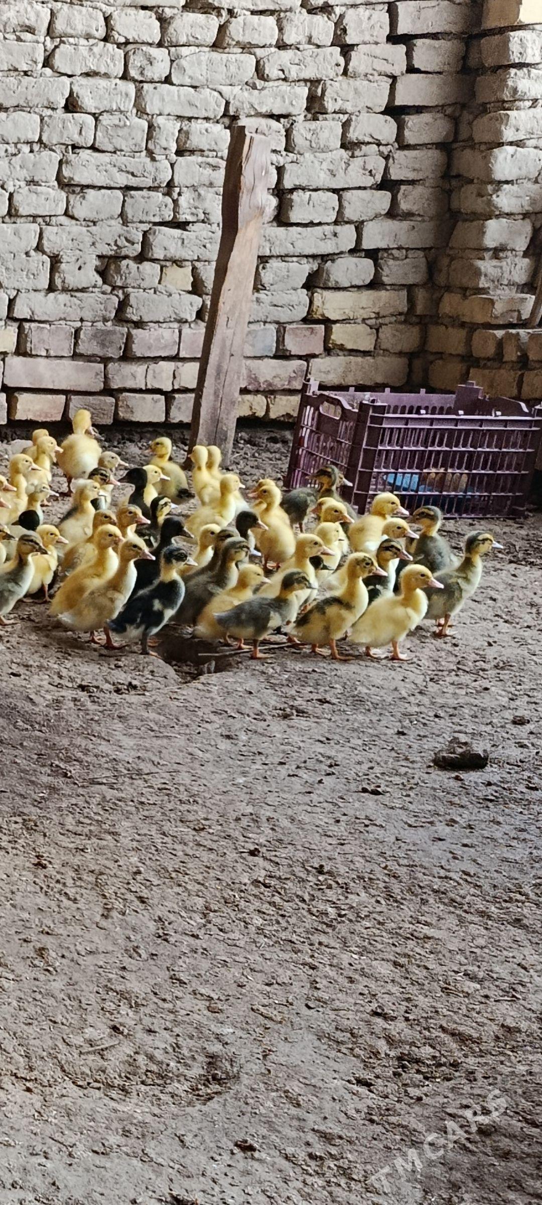ýaşylbaş ördek jüýje - Мургап - img 1