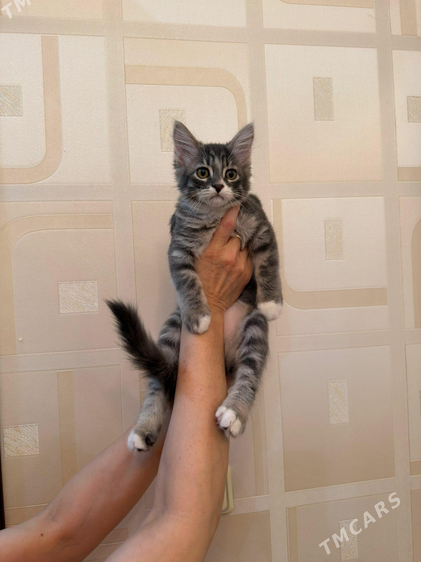 котенок - Ашхабад - img 1