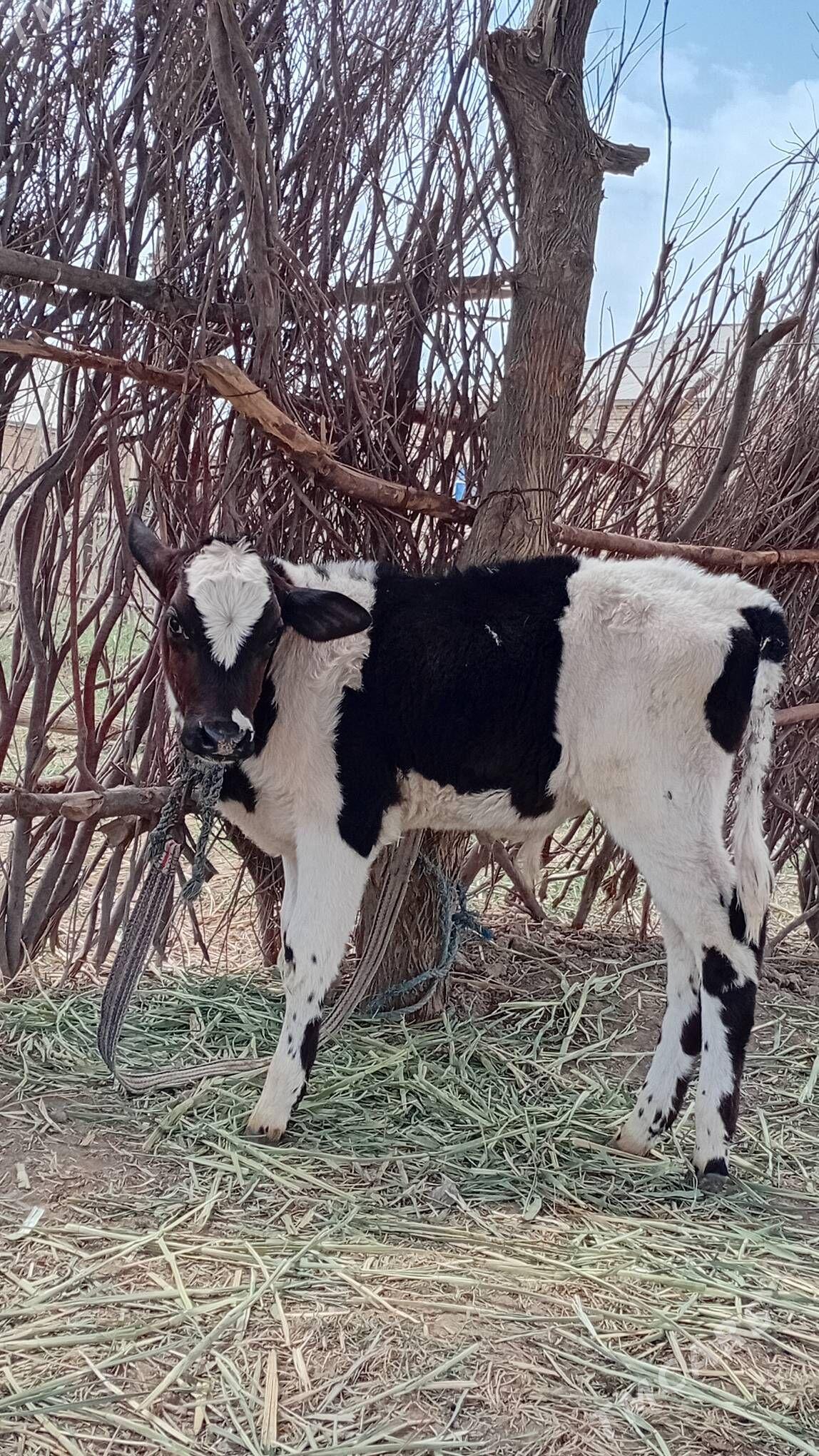 Galişteýin göle - Mary - img 1
