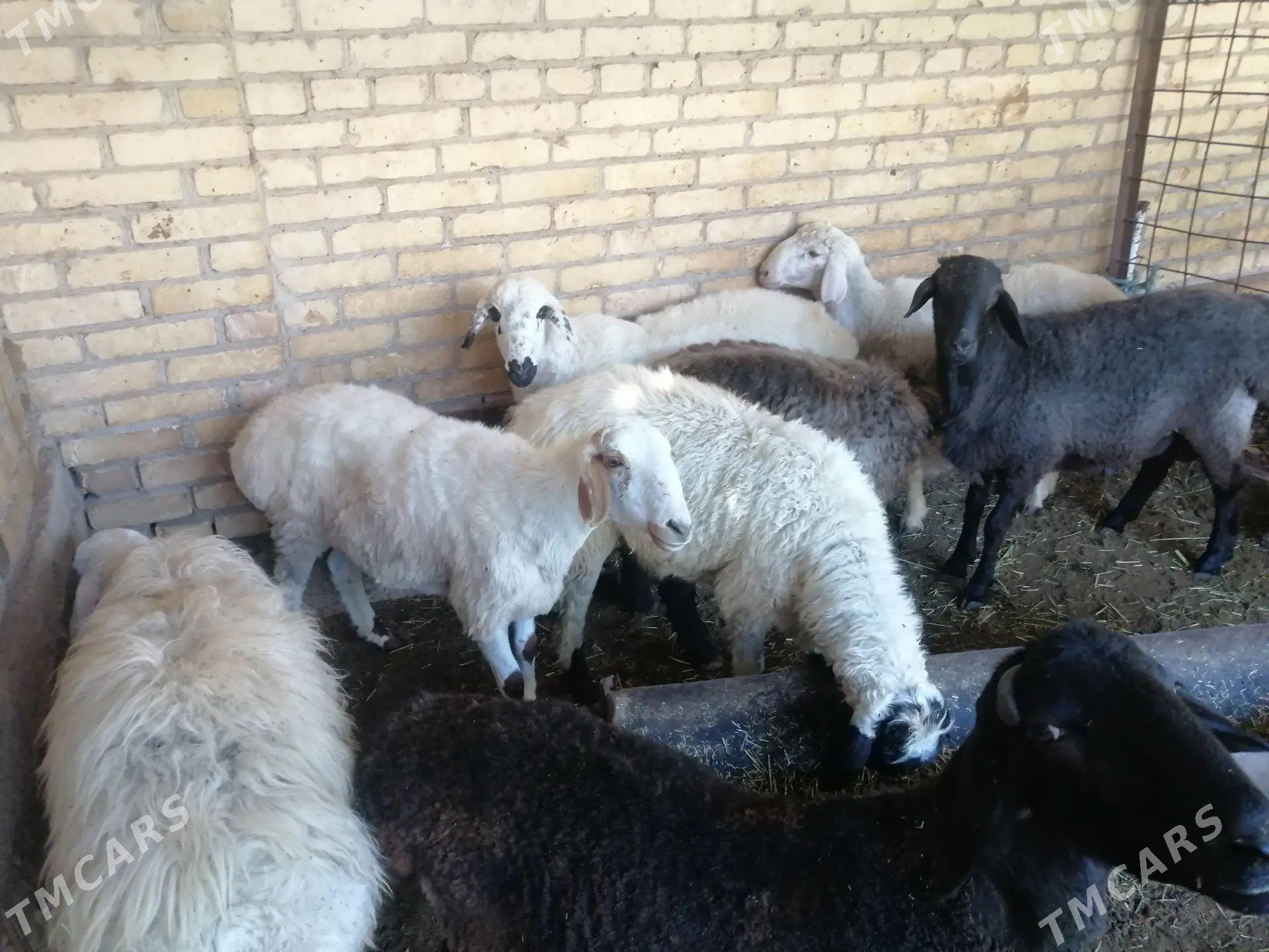 kockarlar - Türkmenabat - img 1