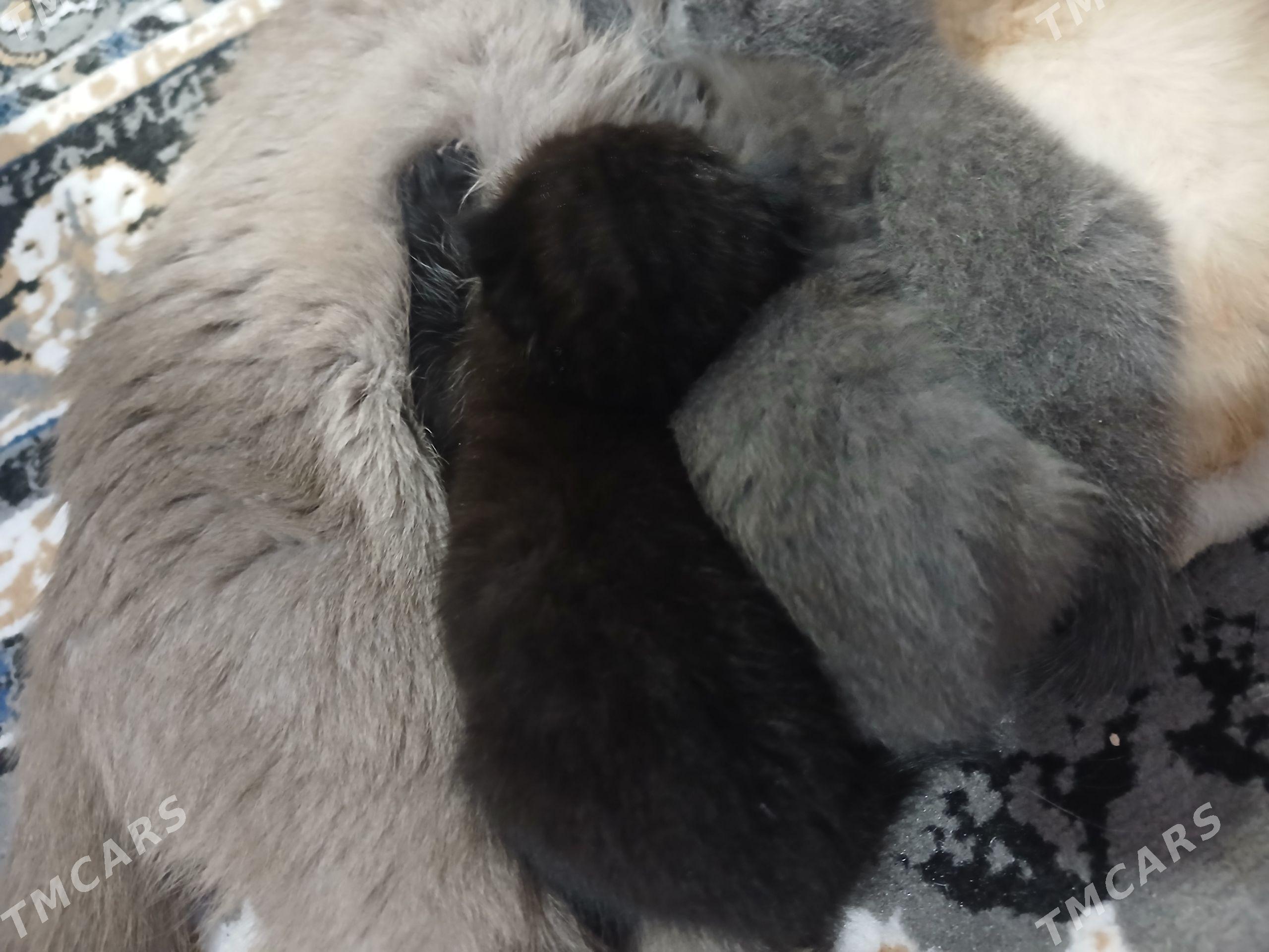 котята - Türkmenabat - img 1