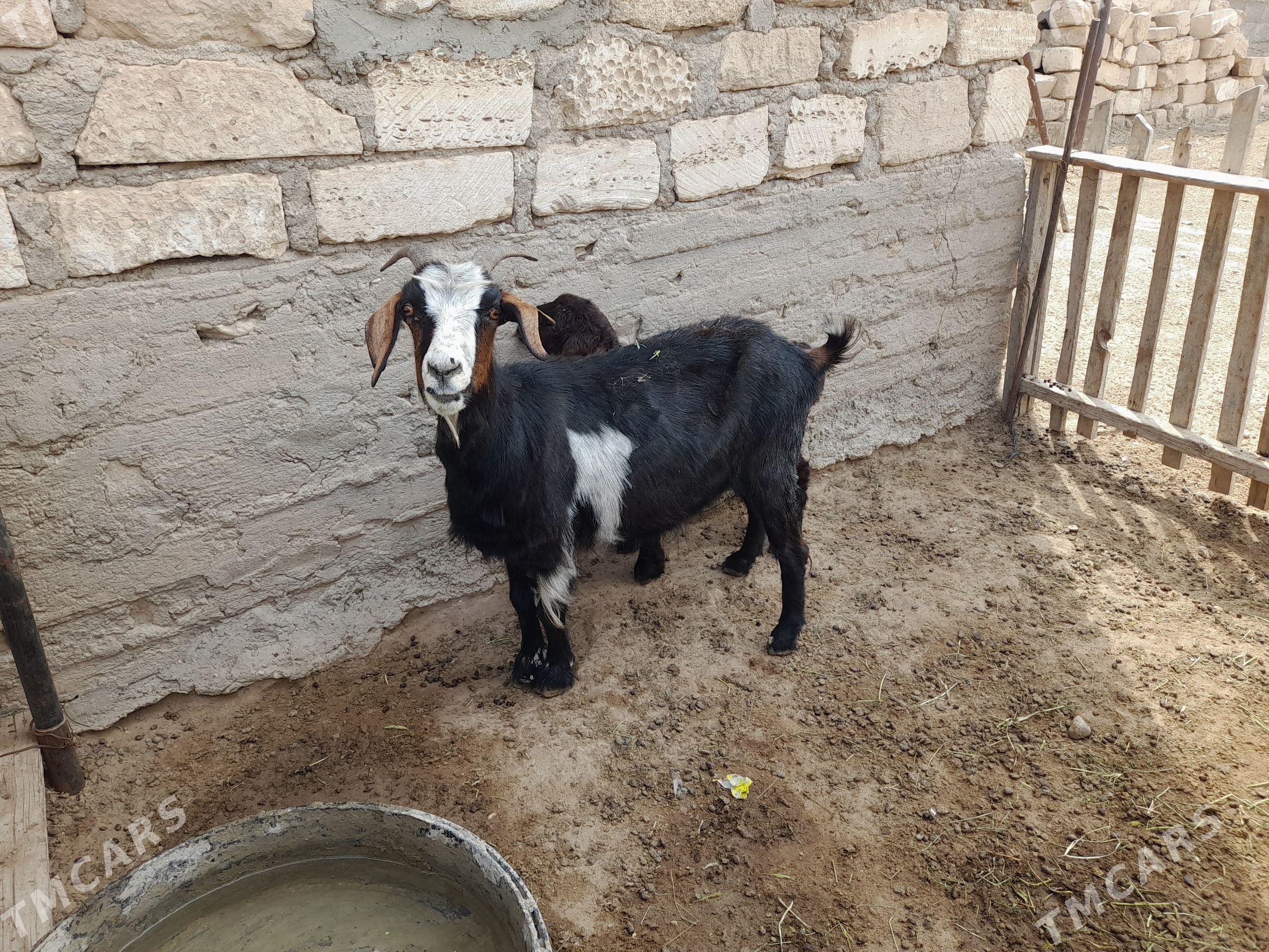 Geçi - Gumdag - img 1