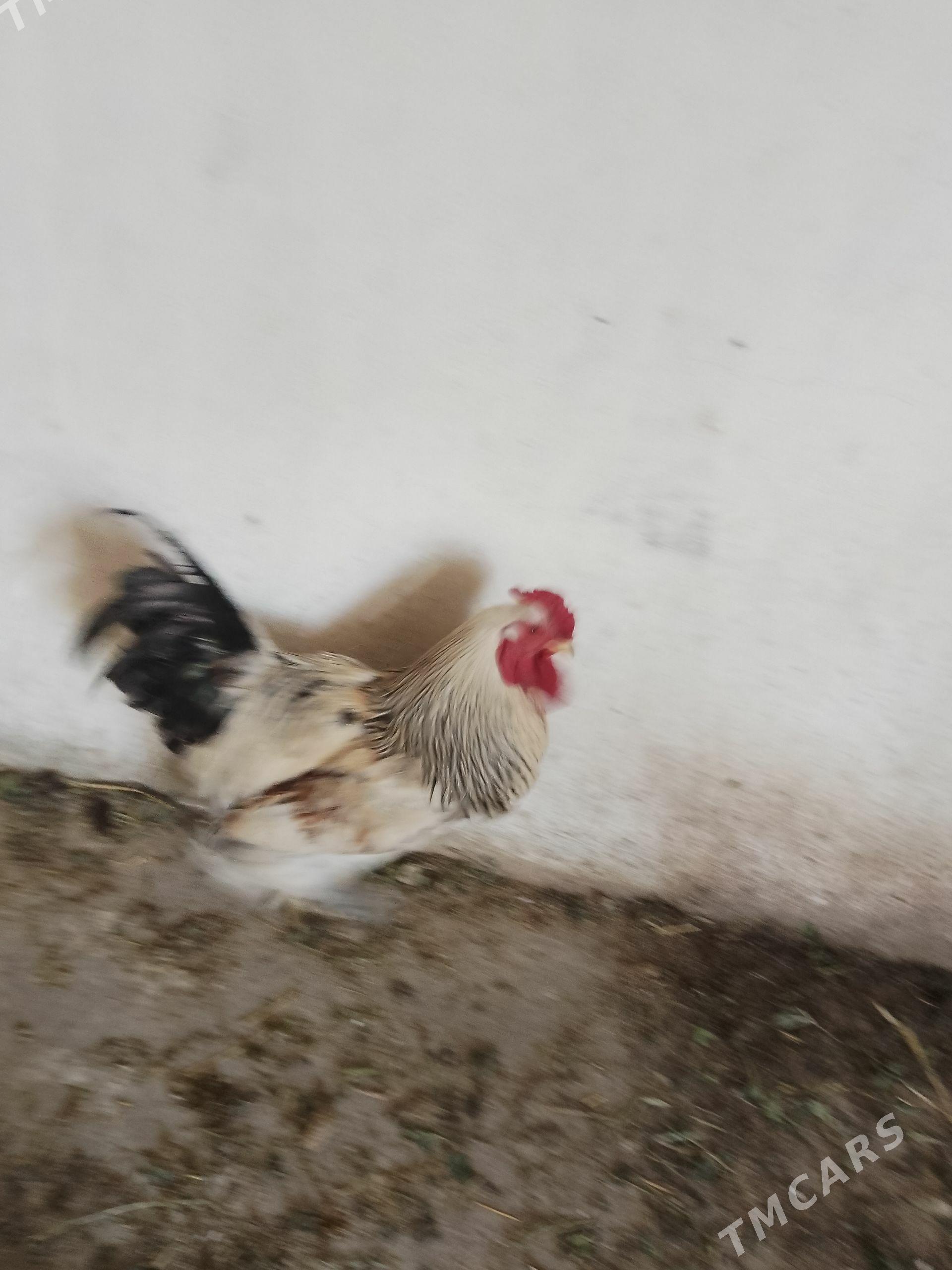 Brama horaz 1ýyl bolan - Гёкдепе - img 1