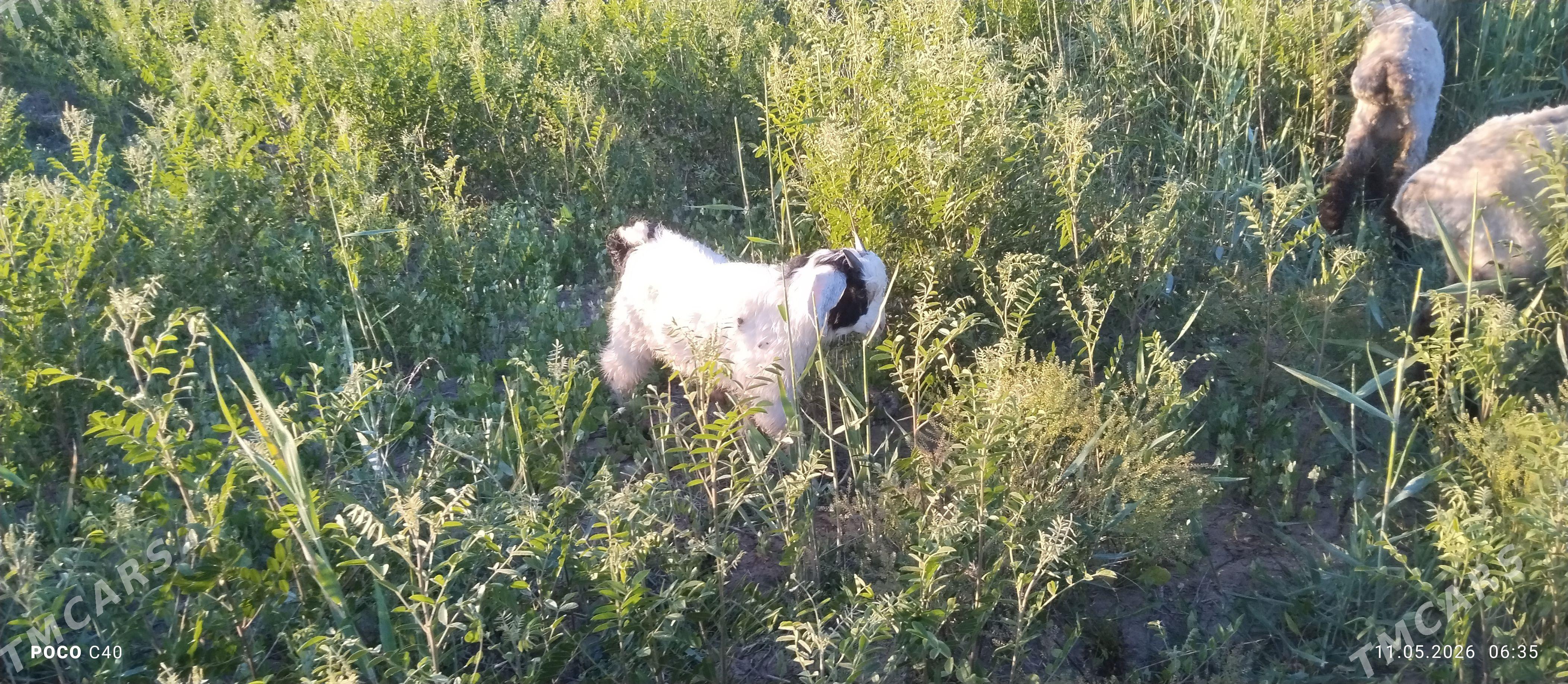 biçik owlak - Şabat etr. - img 1